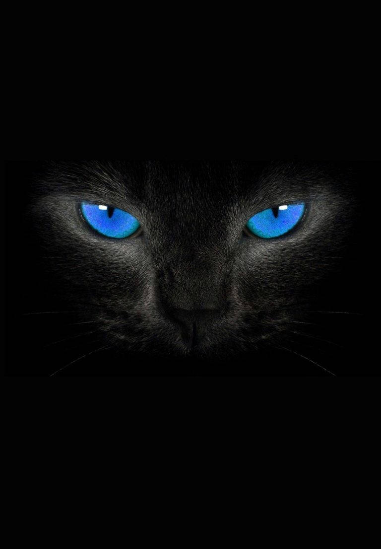 Cat With Blue Eyes Ipad 2021 Background
