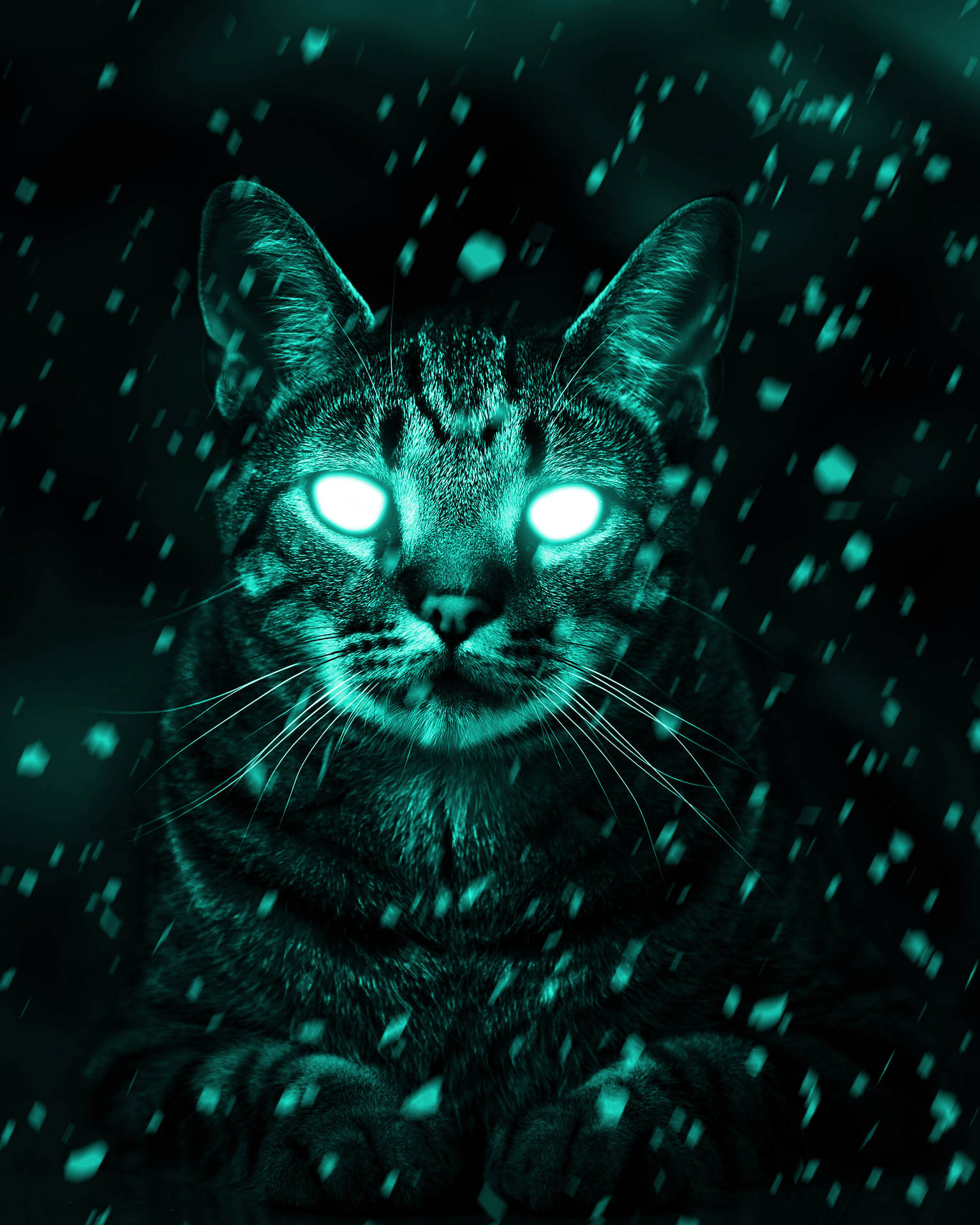 Cat With Cyan Eyes