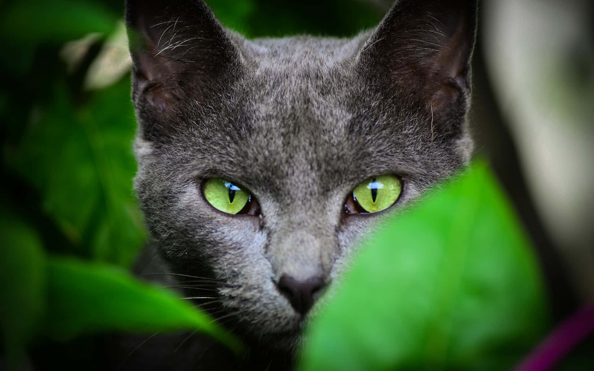 Cat With Emerald Green Eyes Background