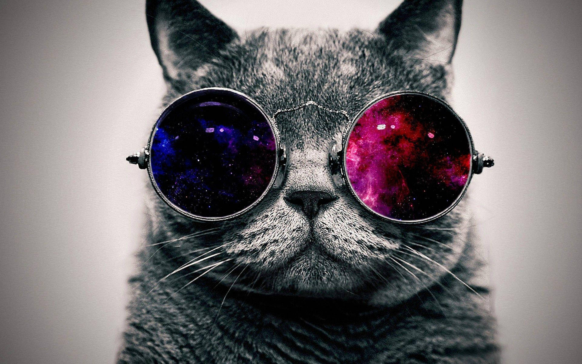 Cat With Galaxy Eyeglasses Cool Hd Wallpaper