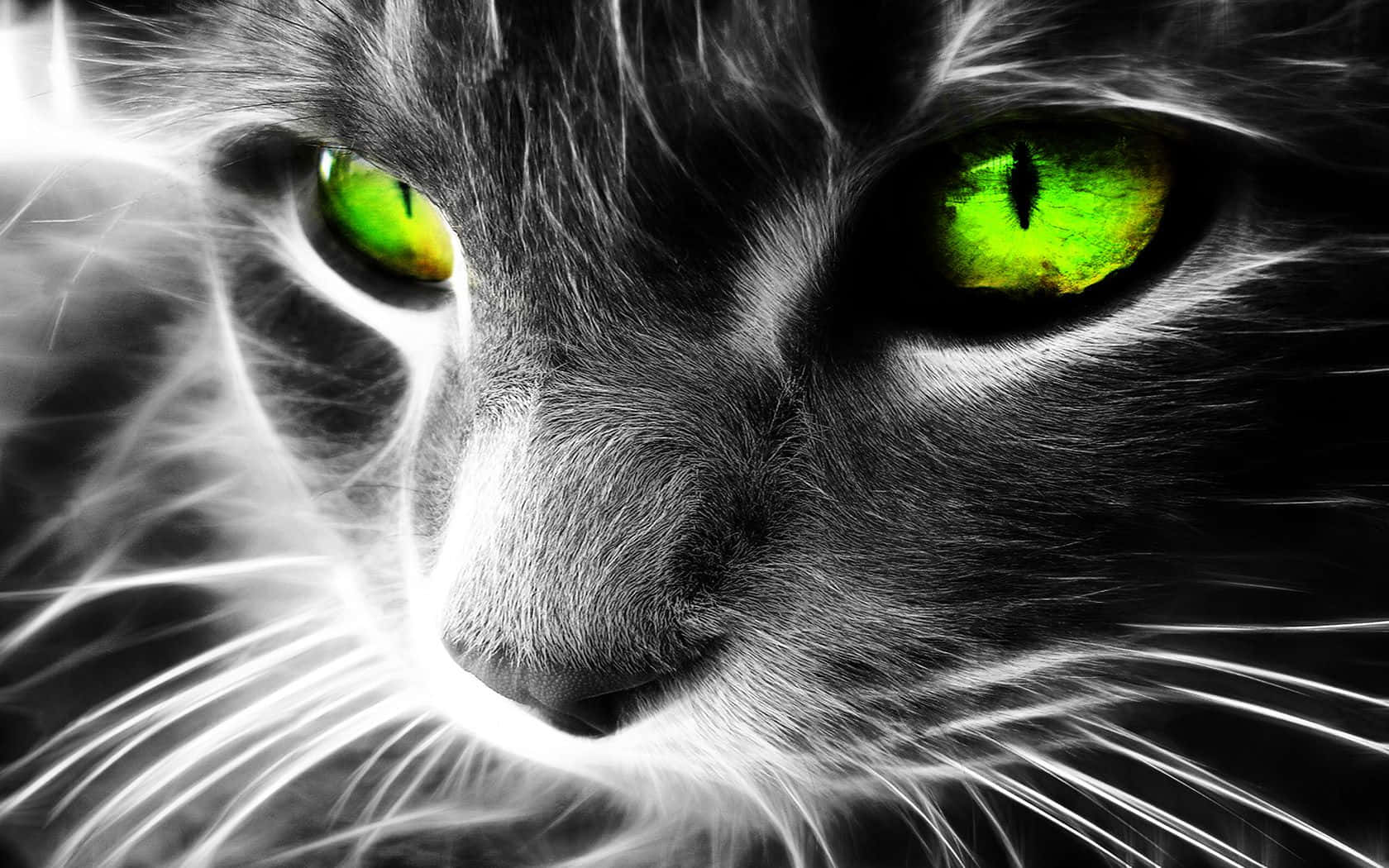 Cat With Neon Green Eyes Background