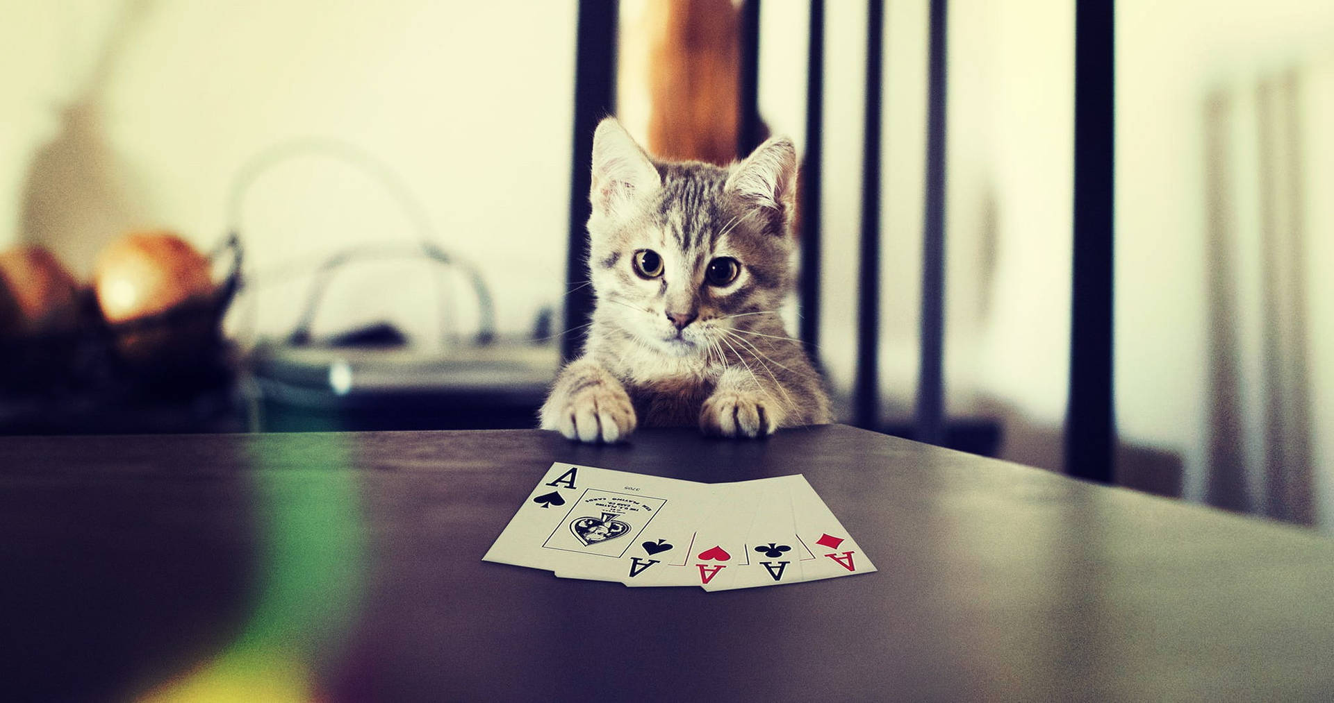 Cat With Poker Aces Wallpaper