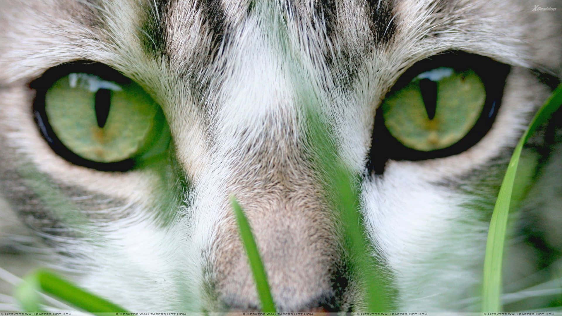 Cat With Sage Green Eyes Wallpaper