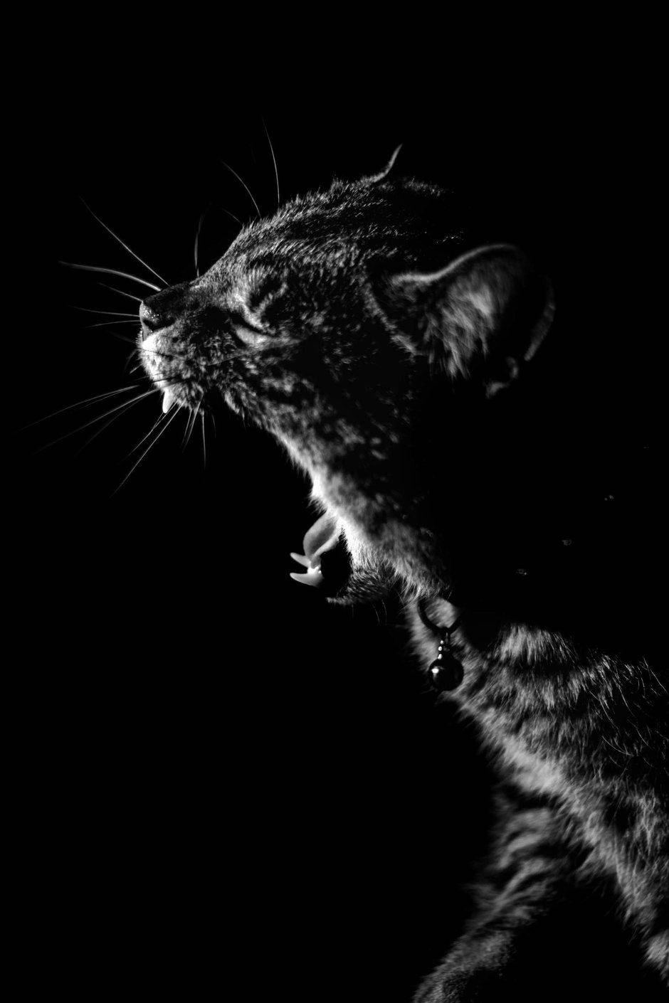 Cat Yawning For Beautiful Dark Background Wallpaper