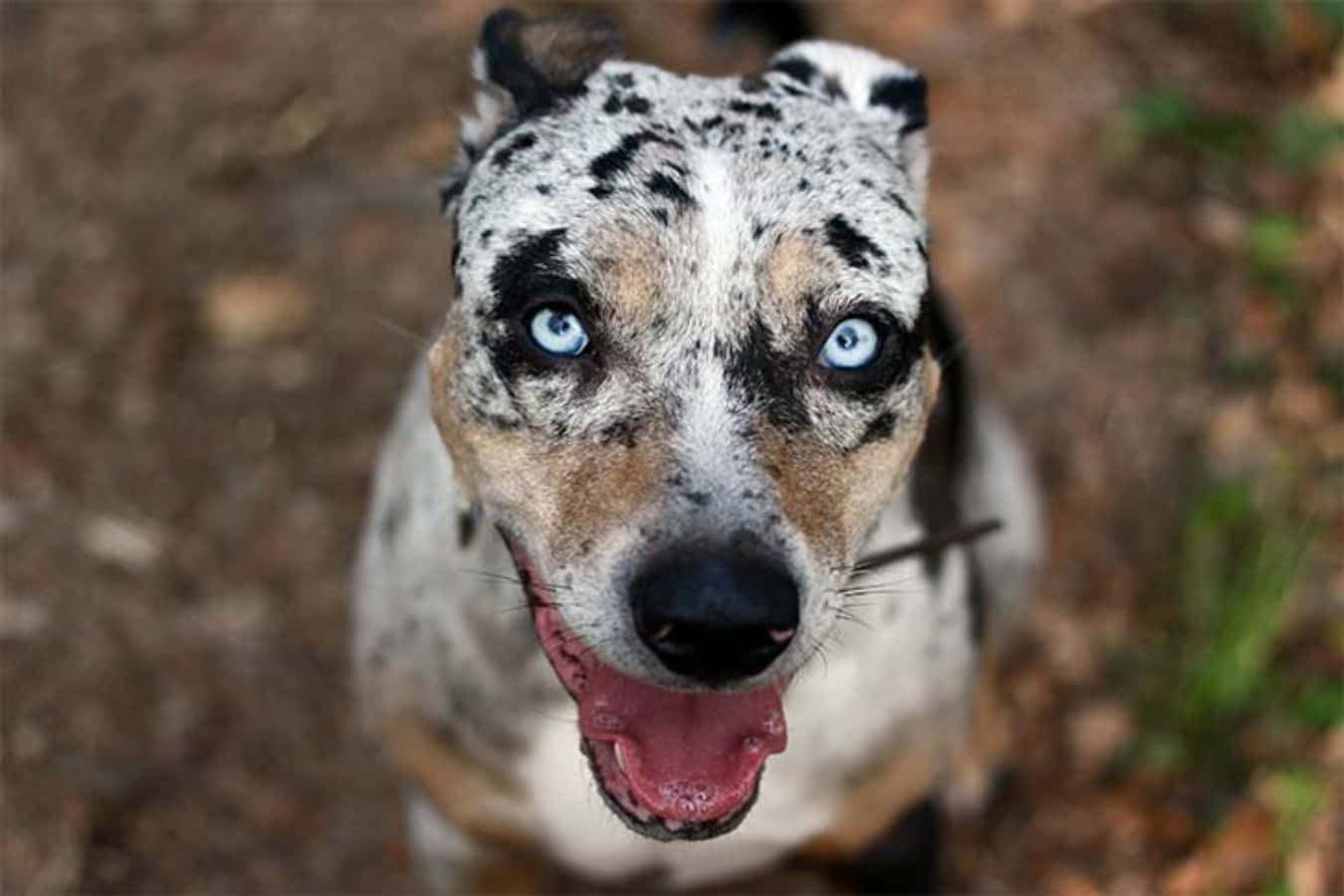 A Dog With Blue Eyes Is Standing In The Woods