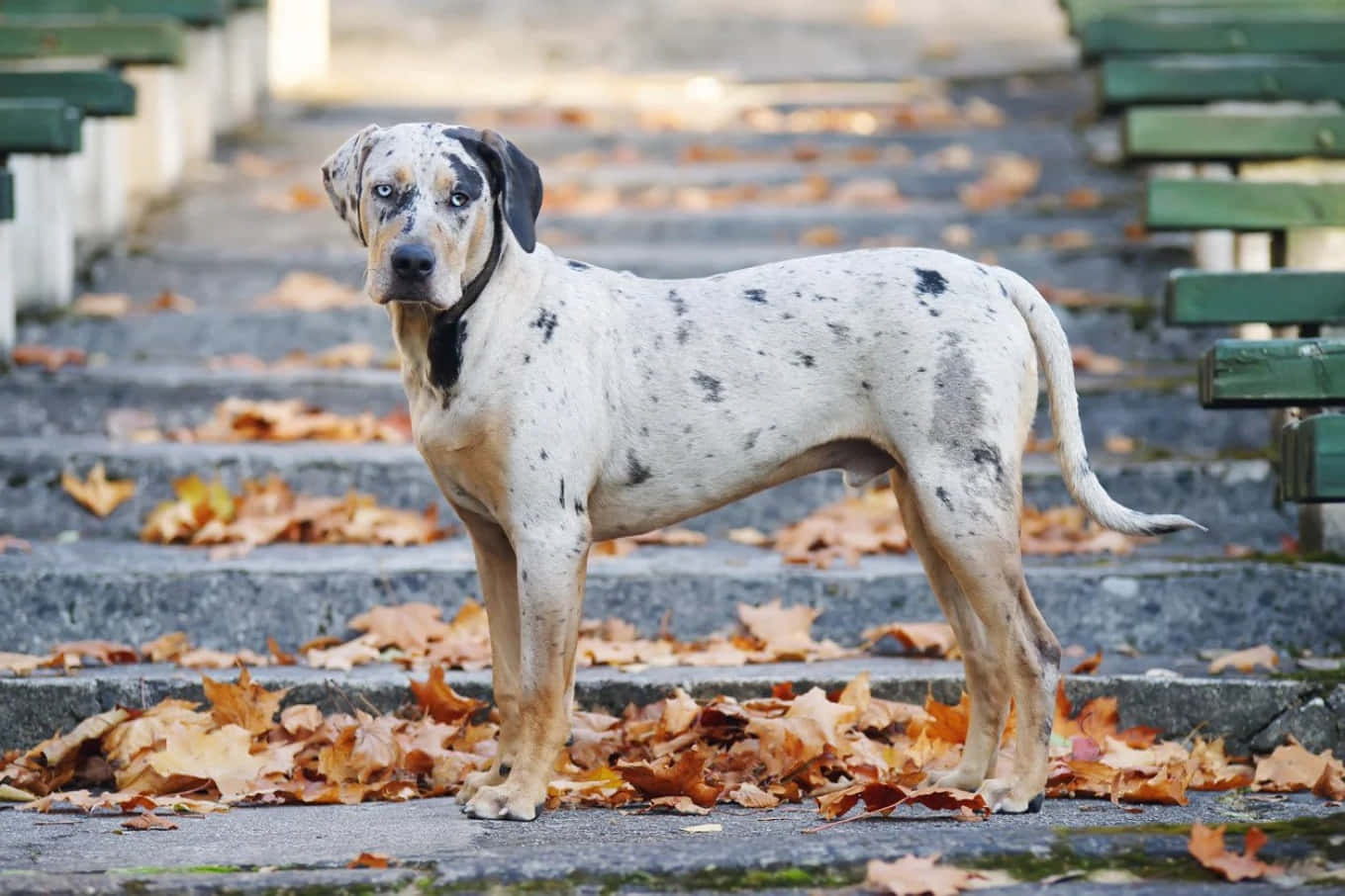 A Catahoula Leopard Dog full of energy and loyalty