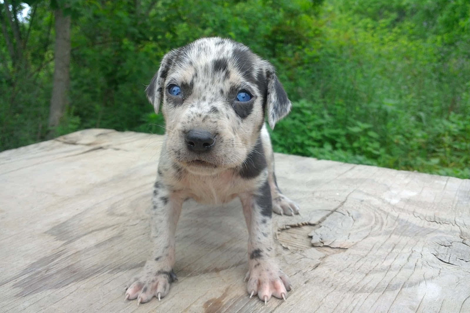 A Small Puppy With Blue Eyes Sitting On A Wooden Table