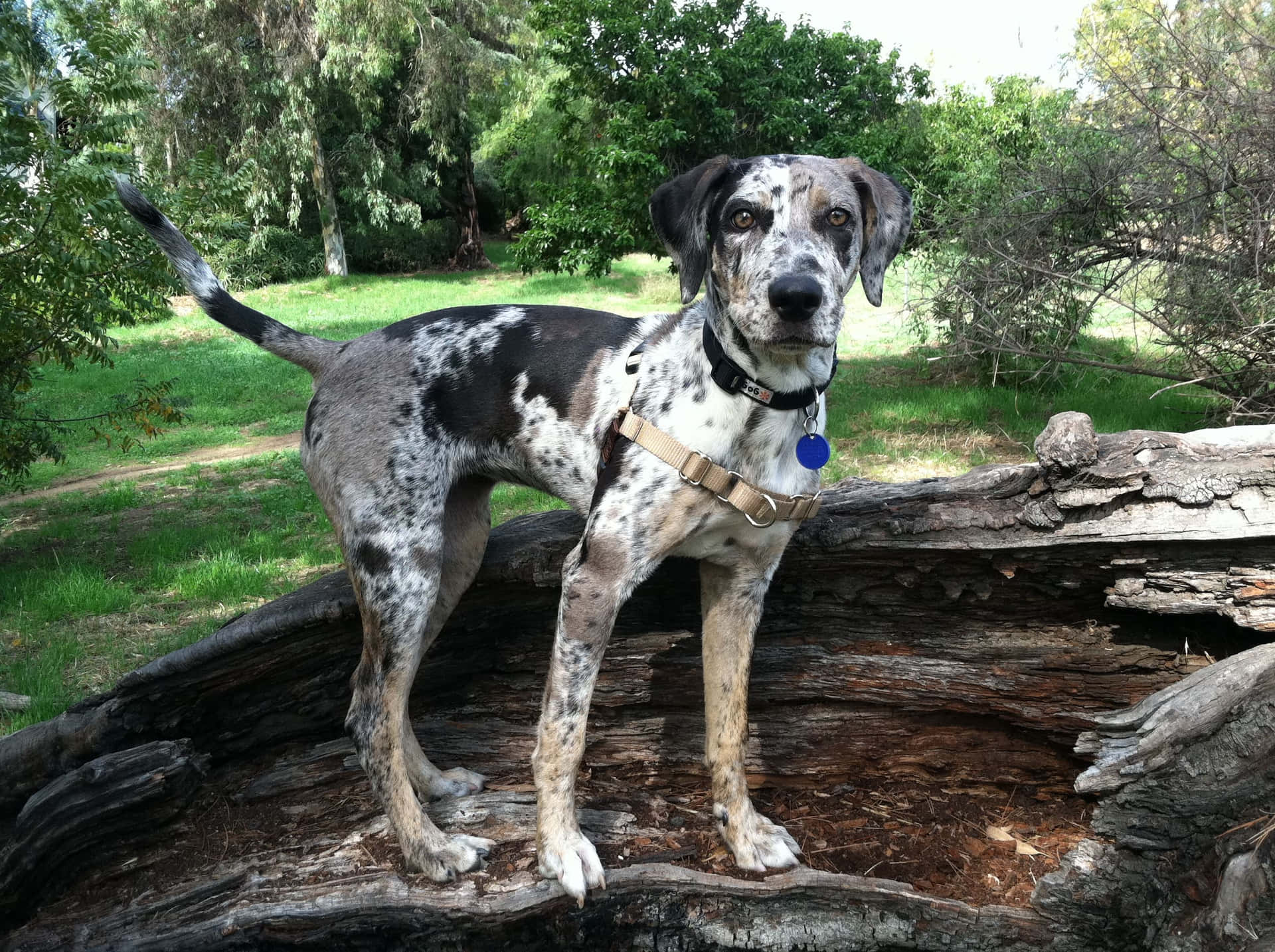 A Dog Standing On A Log