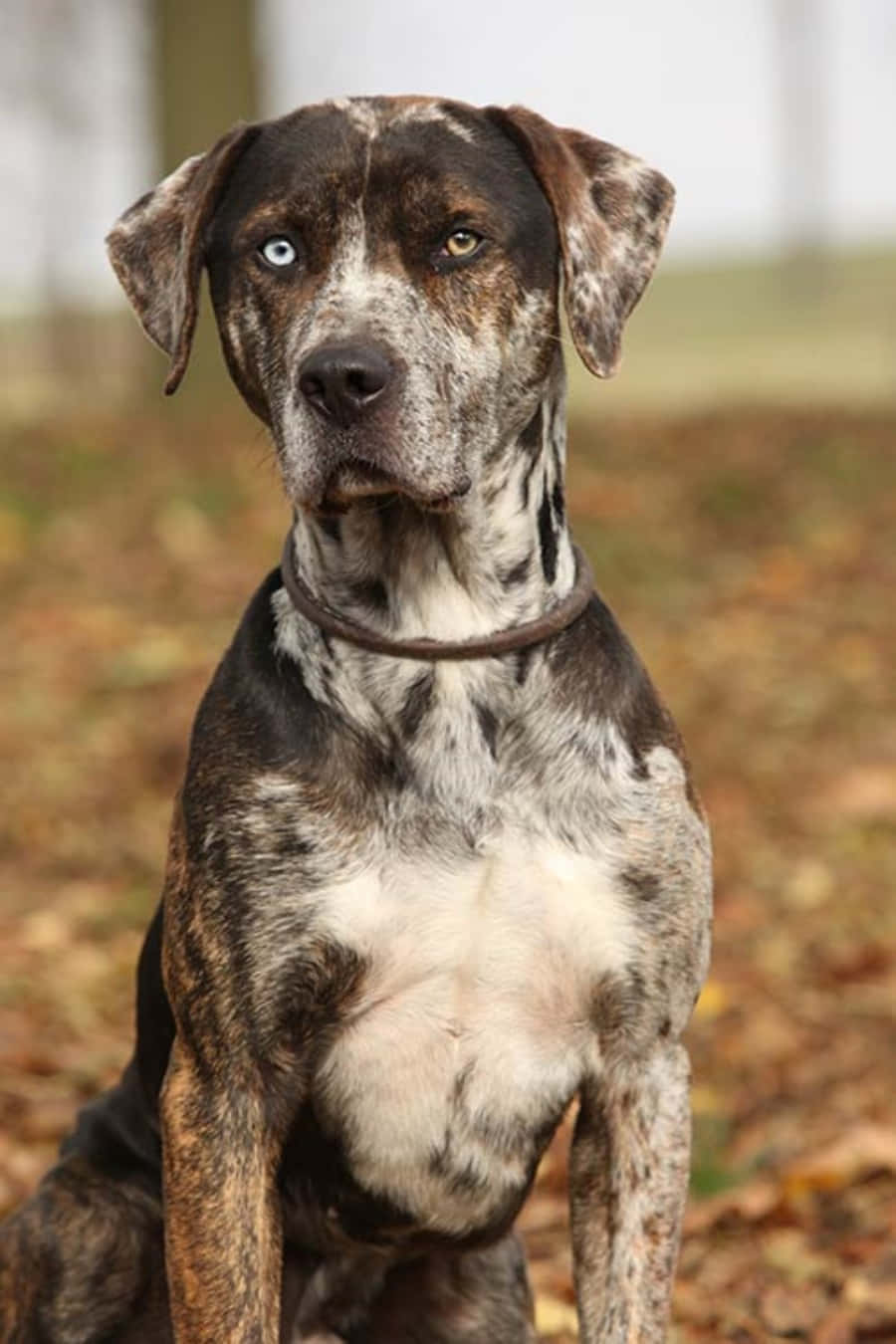 "The Loyal and Affectionate Catahoula Dog"
