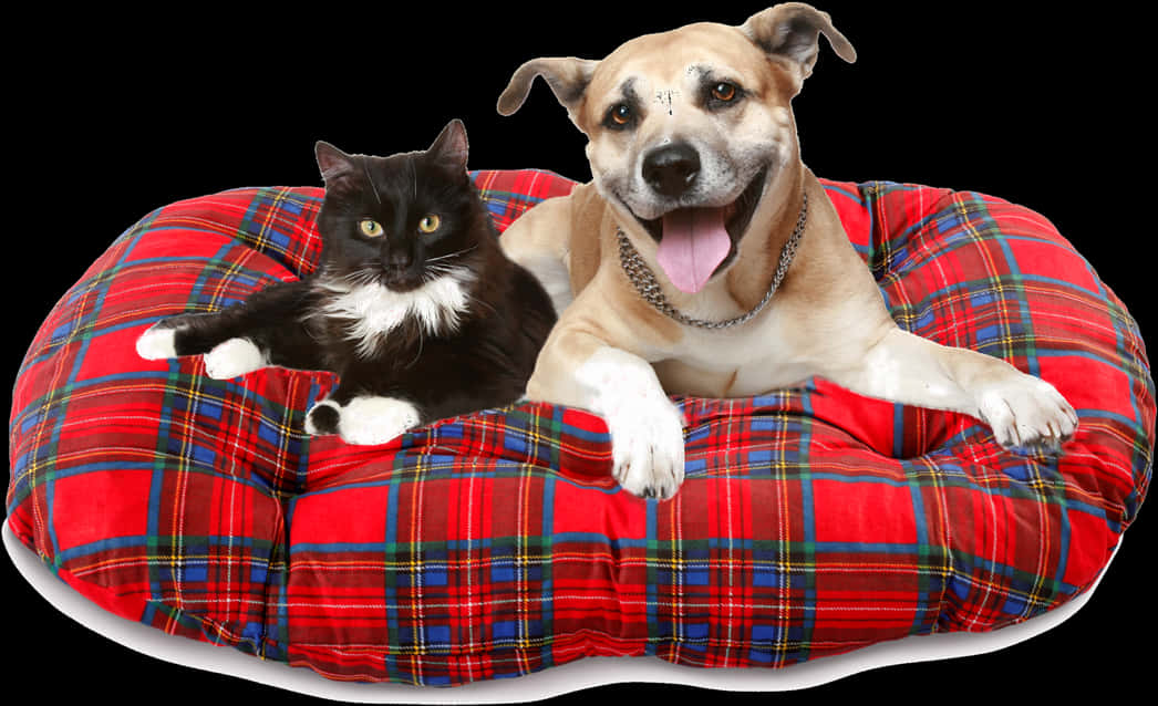Catand Dog Sharing Bed PNG