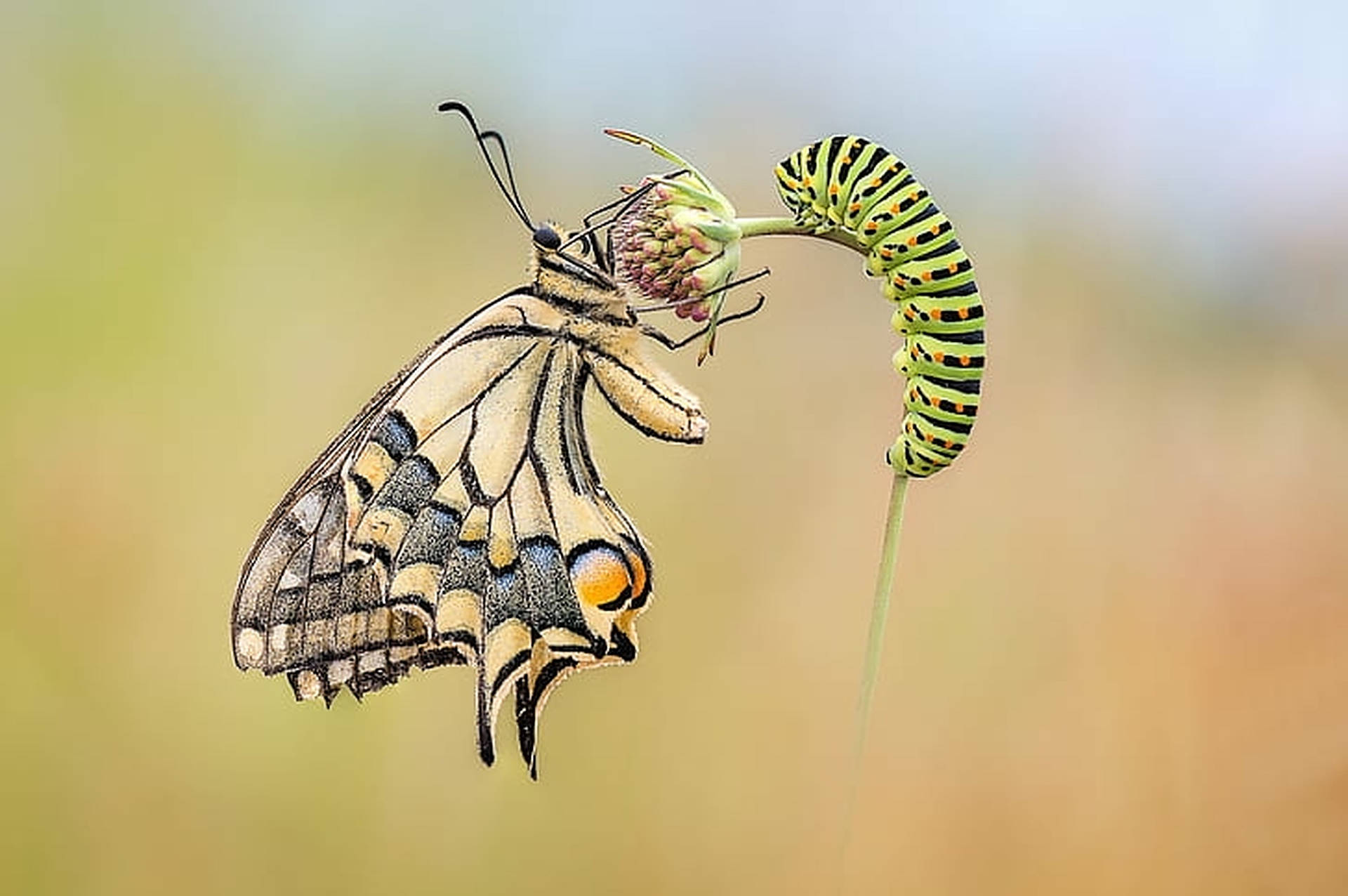 Caterpillar And Butterfly Insect Wallpaper