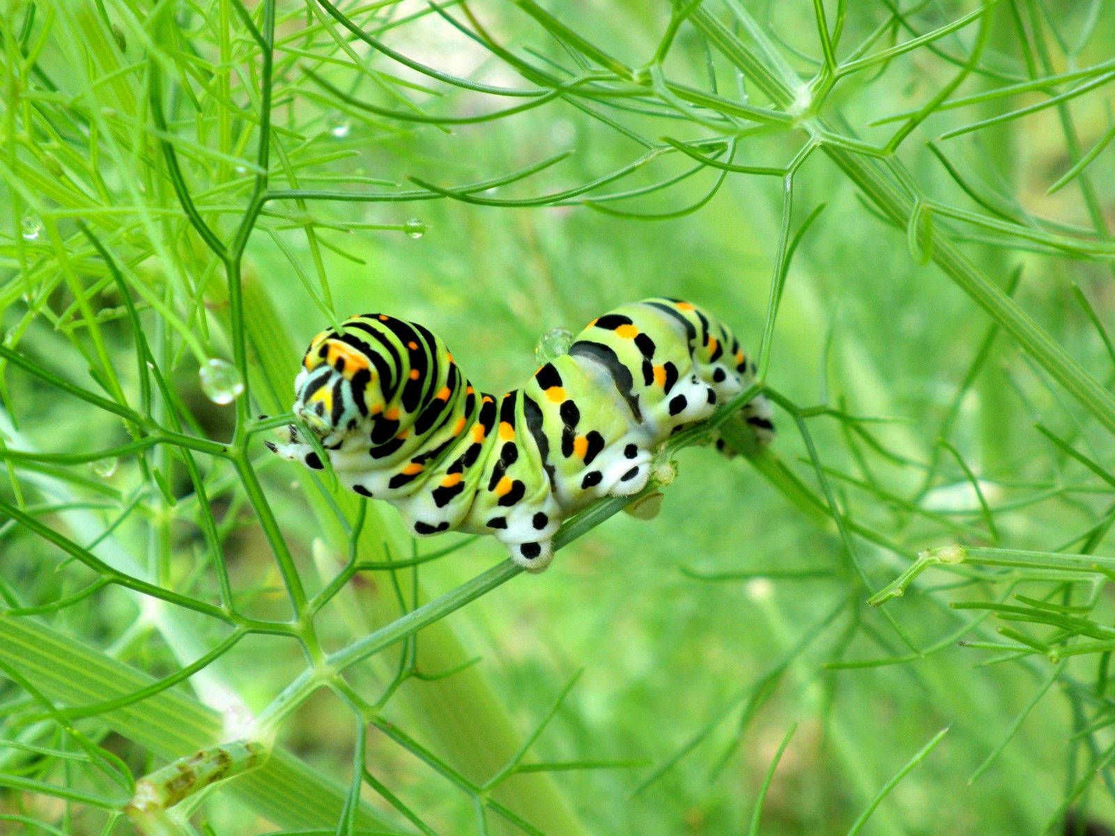 Caterpillar In Green Plant Vines Wallpaper