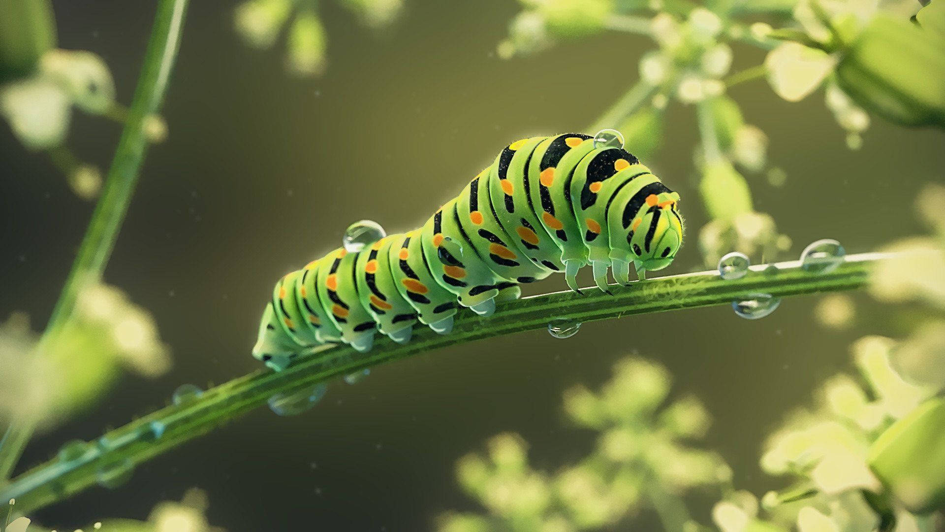 Caterpillar In Wet Green Stem Wallpaper