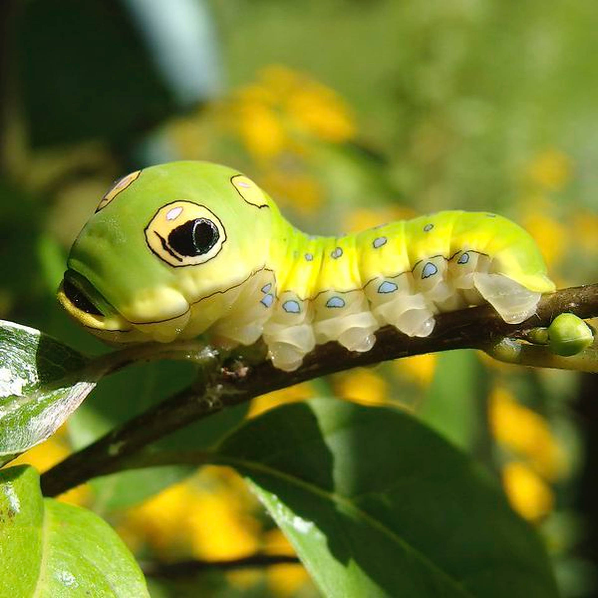 Caterpillar Insect Big Head Wallpaper