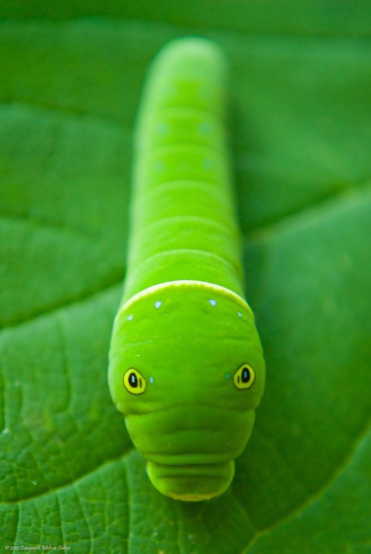 Caterpillarinsekt Ögon. Wallpaper