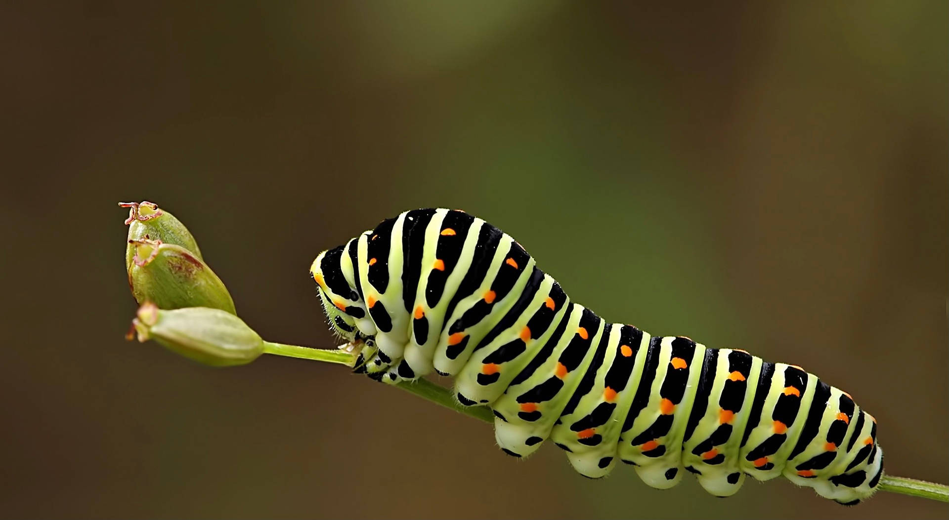 Caterpillarinsect Life - Larv Insekt Livet Wallpaper