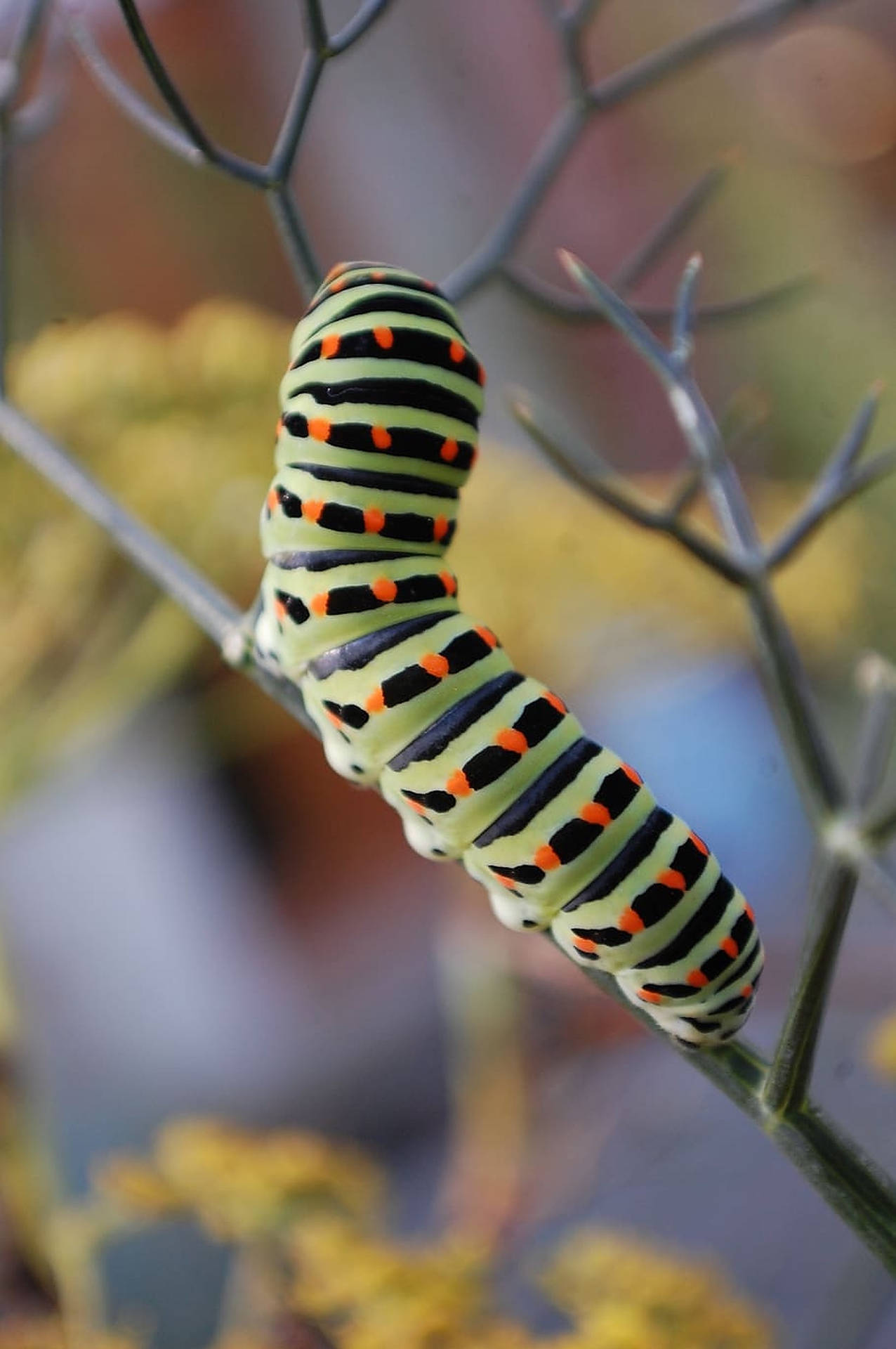 Caterpillar Insekt på en gren Wallpaper
