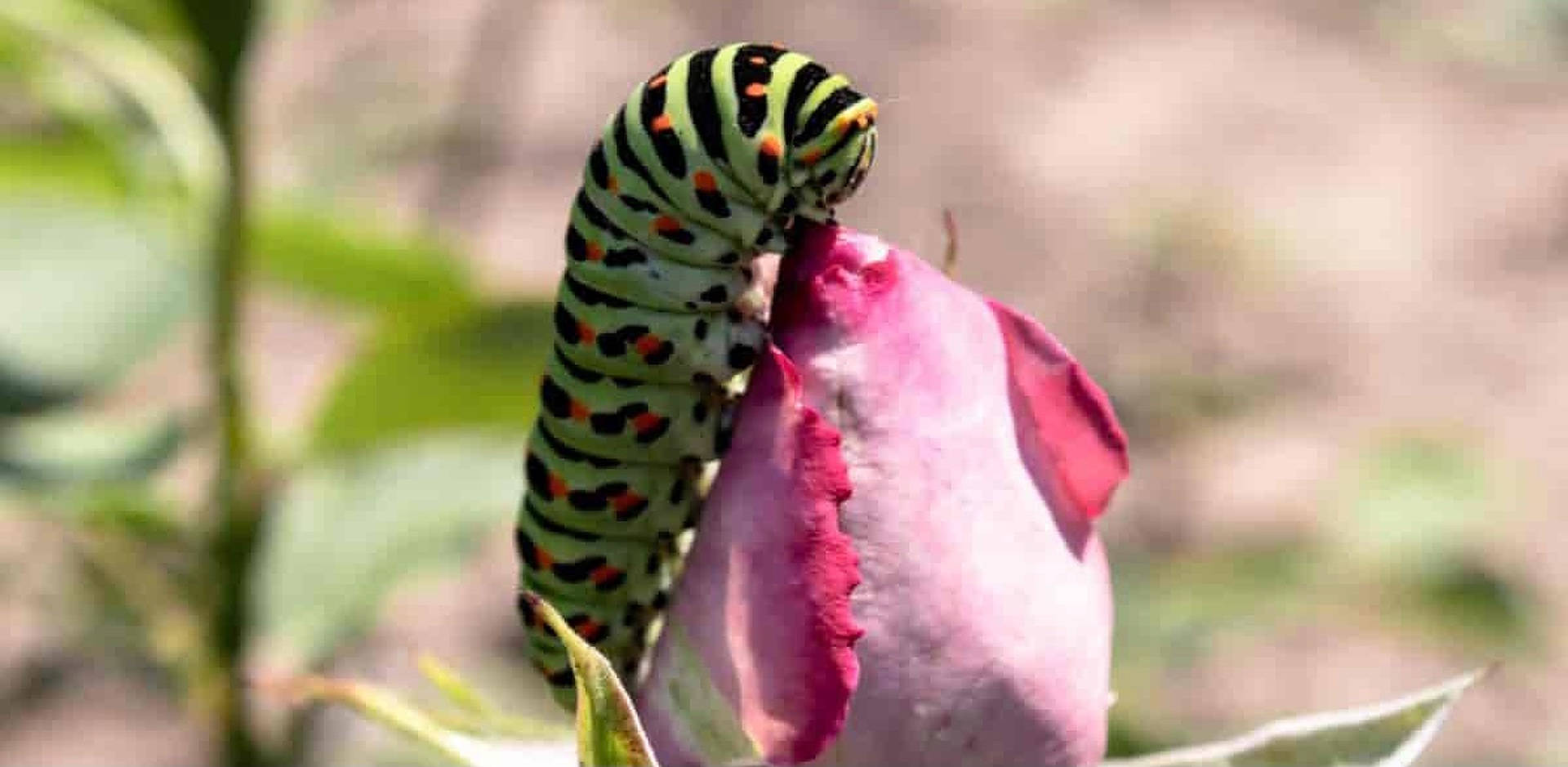 Caterpillar Insect On A Rose Bud Wallpaper