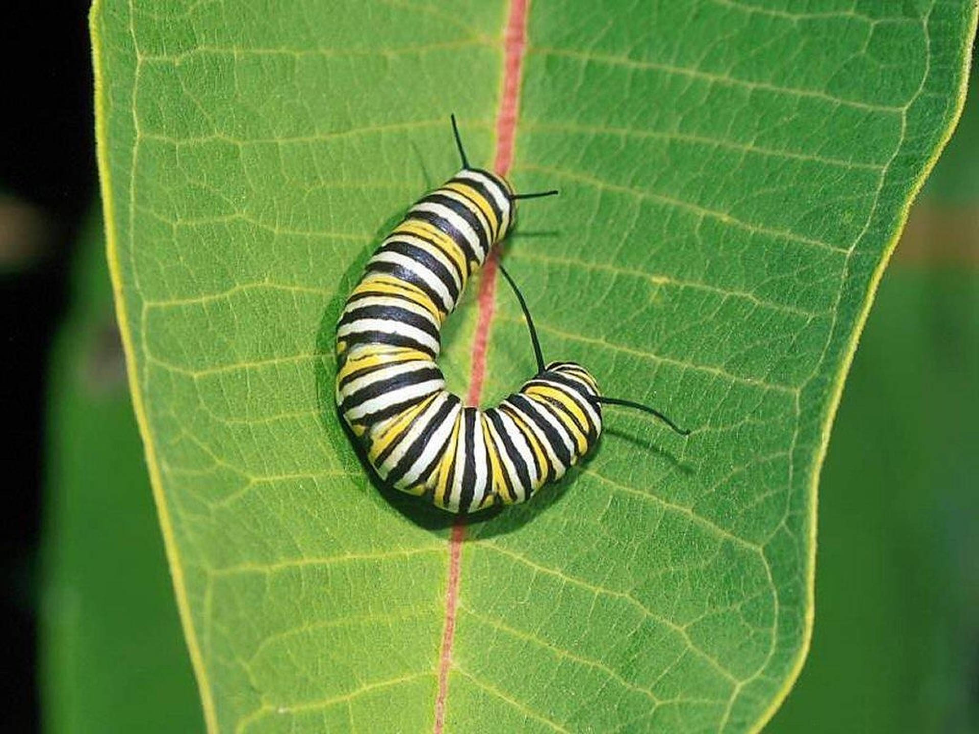 Caterpillarinsekt På Bladet Wallpaper