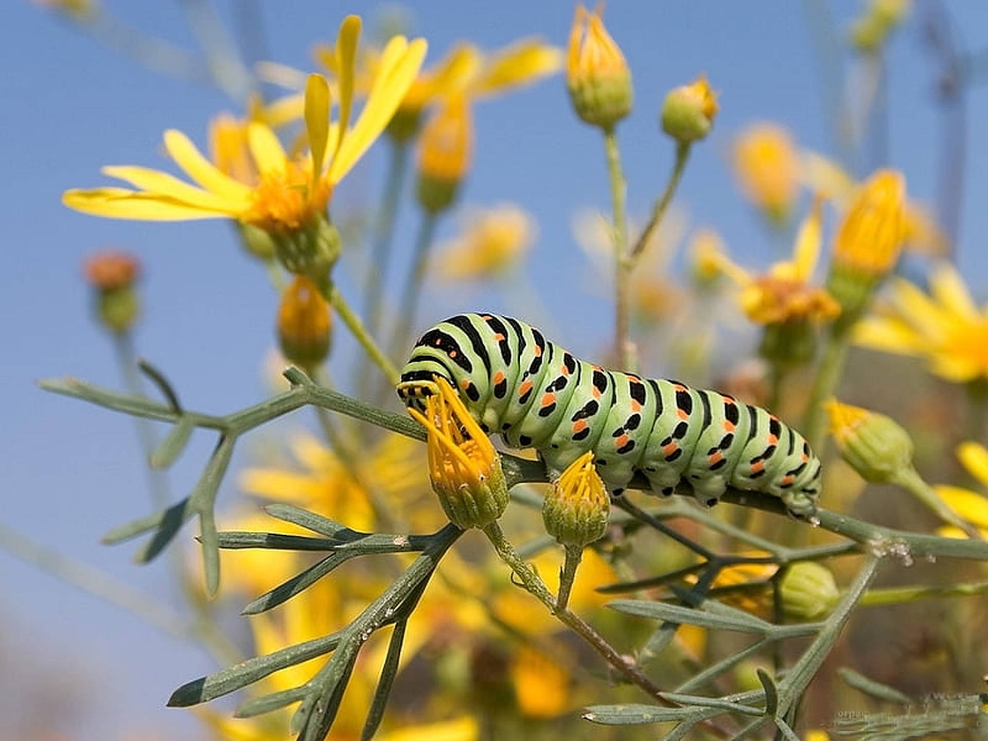 Caterpillar Insekt På Gul Blomst Wallpaper