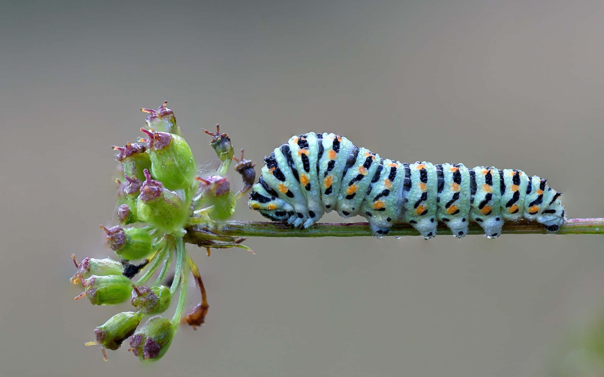 "A Close-Up of a Colorful Caterpillar Insect"