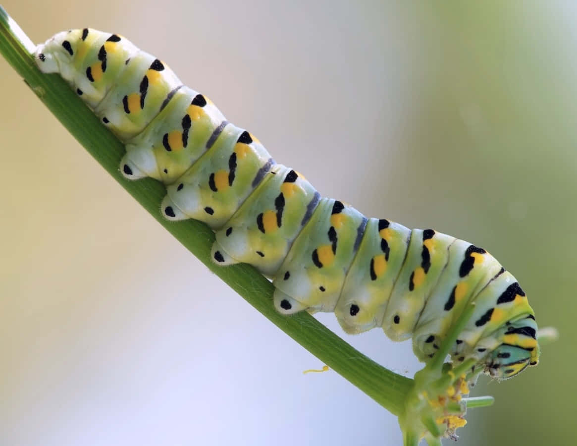 "Caterpillar Insect Spotted in Wild"