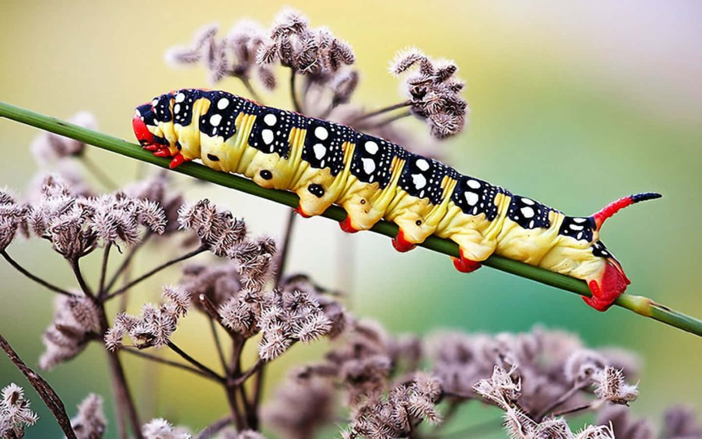 A Caterpillar Is Sitting On A Plant