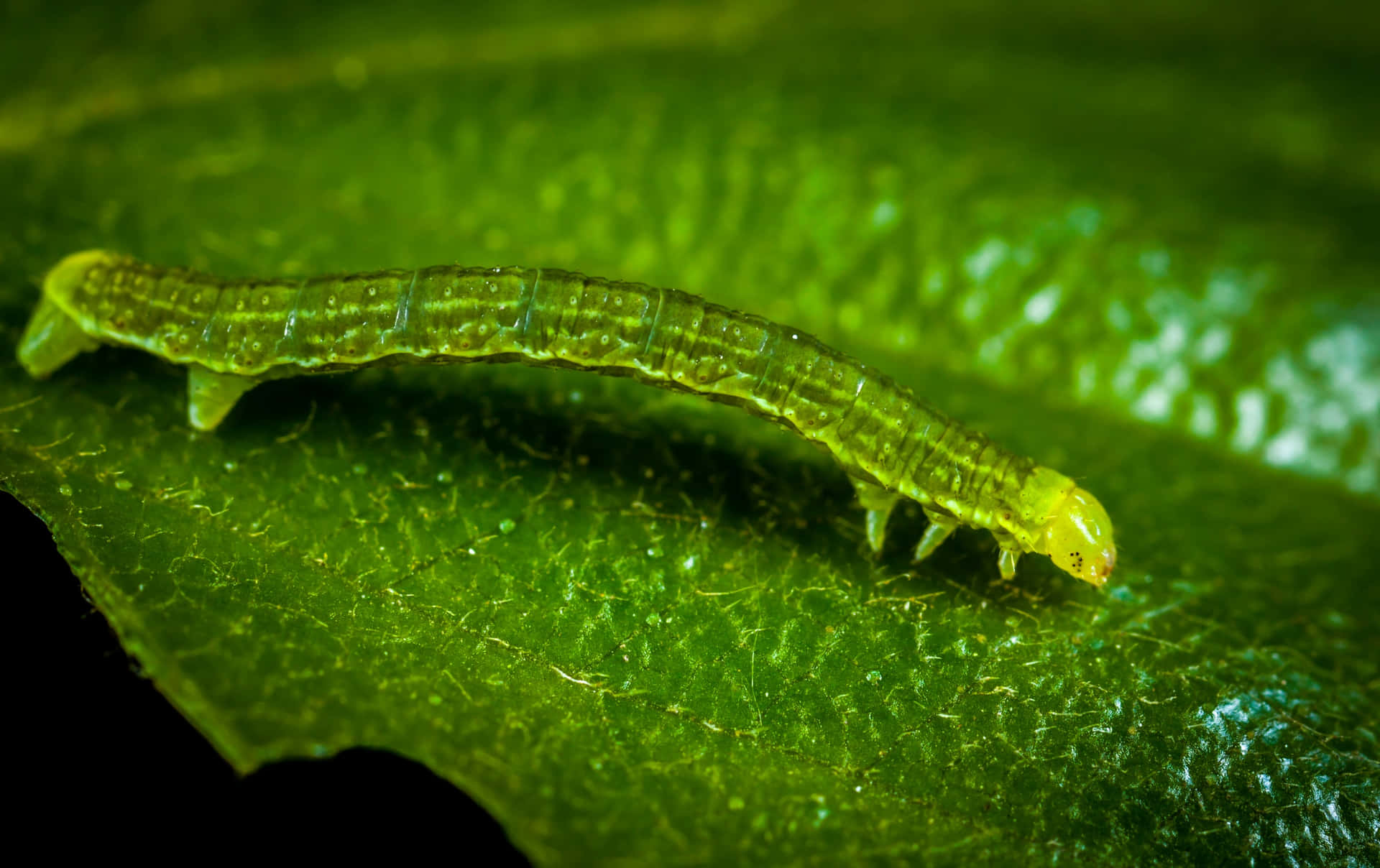 Close-up of a Caterpillar Insect