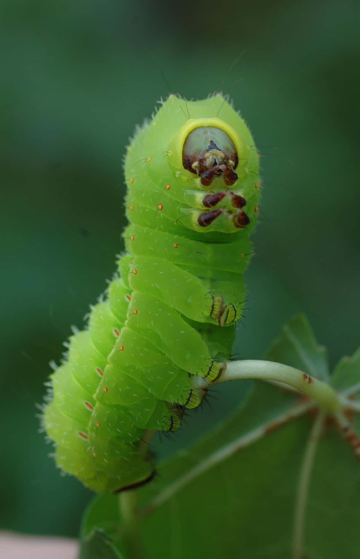 A Green Caterpillar Is Sitting On A Leaf