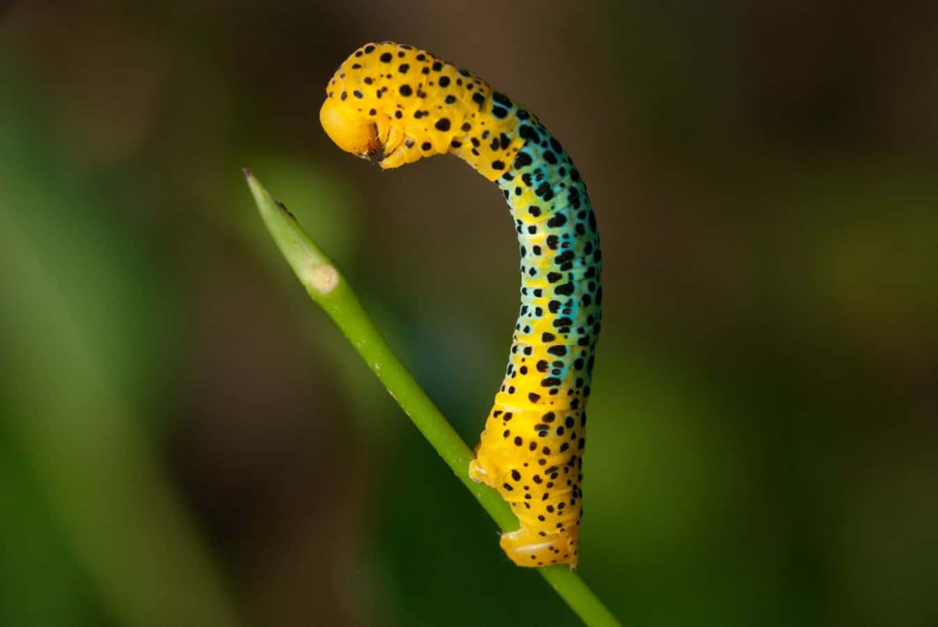 "The Bright Colors of this Caterpillar Insect Make it a True Sight to Behold"