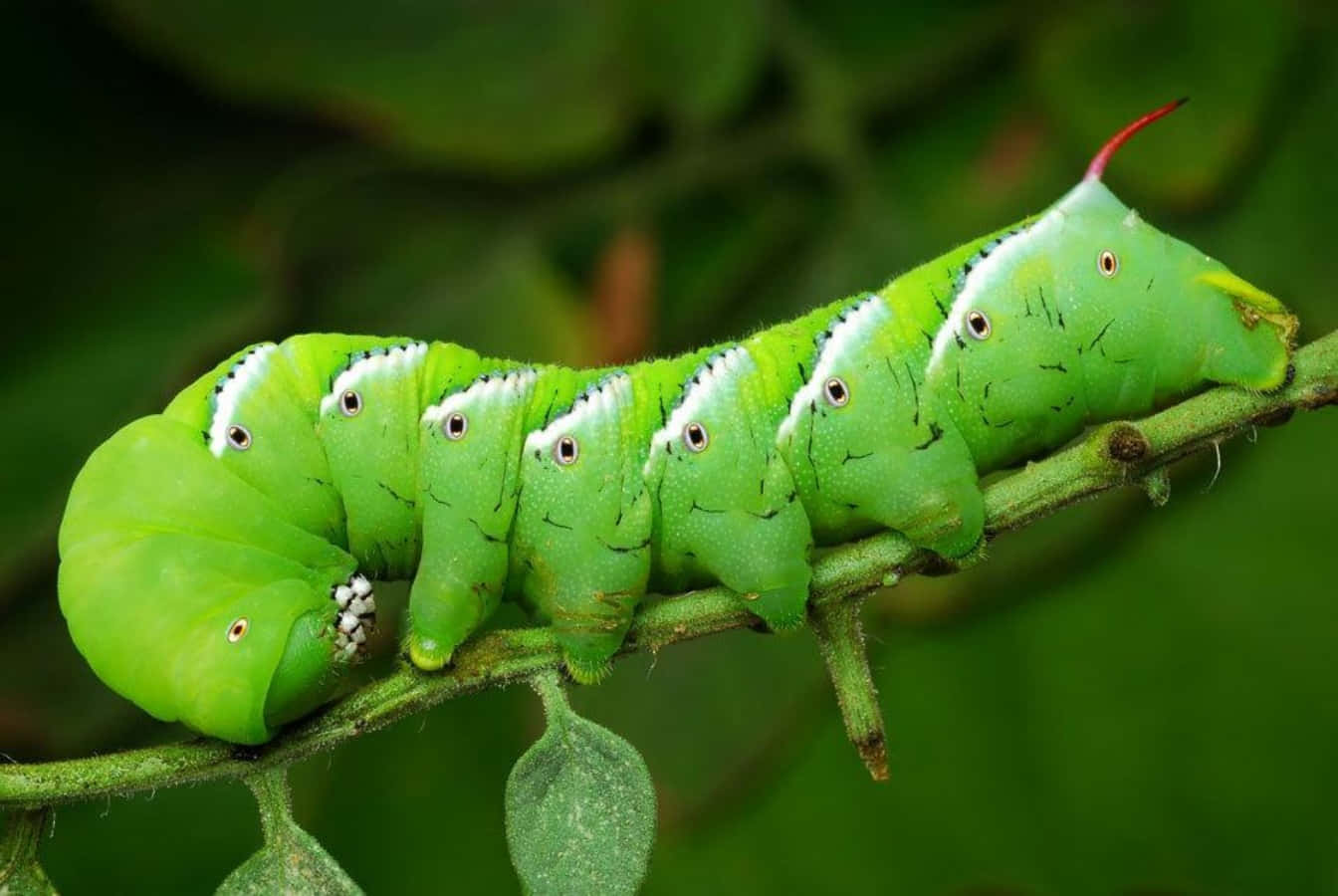 Colorful caterpillar insect enjoying a meal