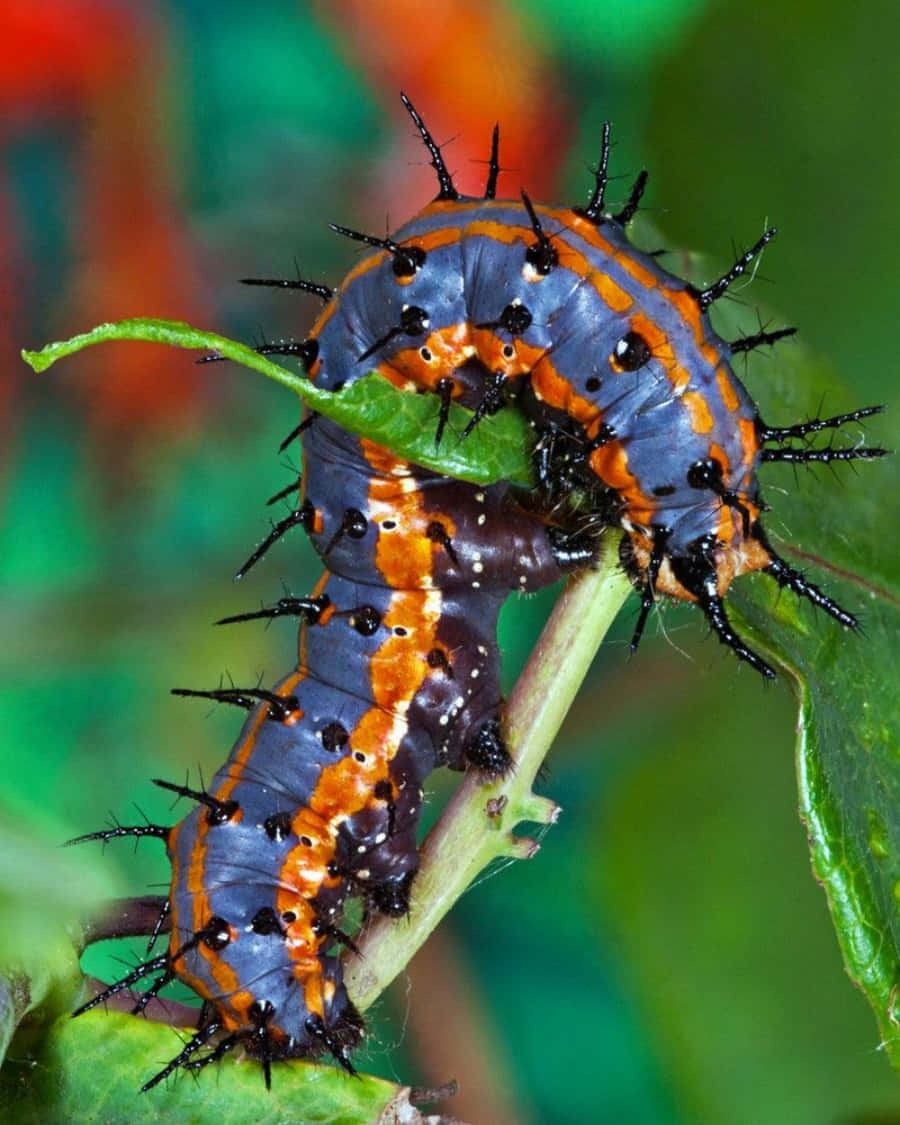 Colorful Caterpillar Insect Crawling