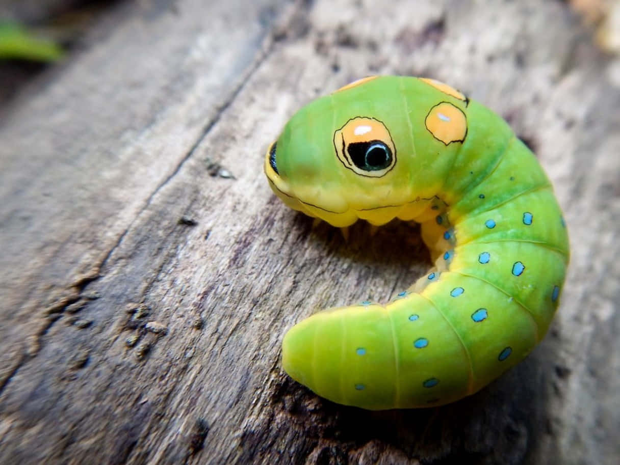 A colorful caterpillar insect blooming in its natural habitat.