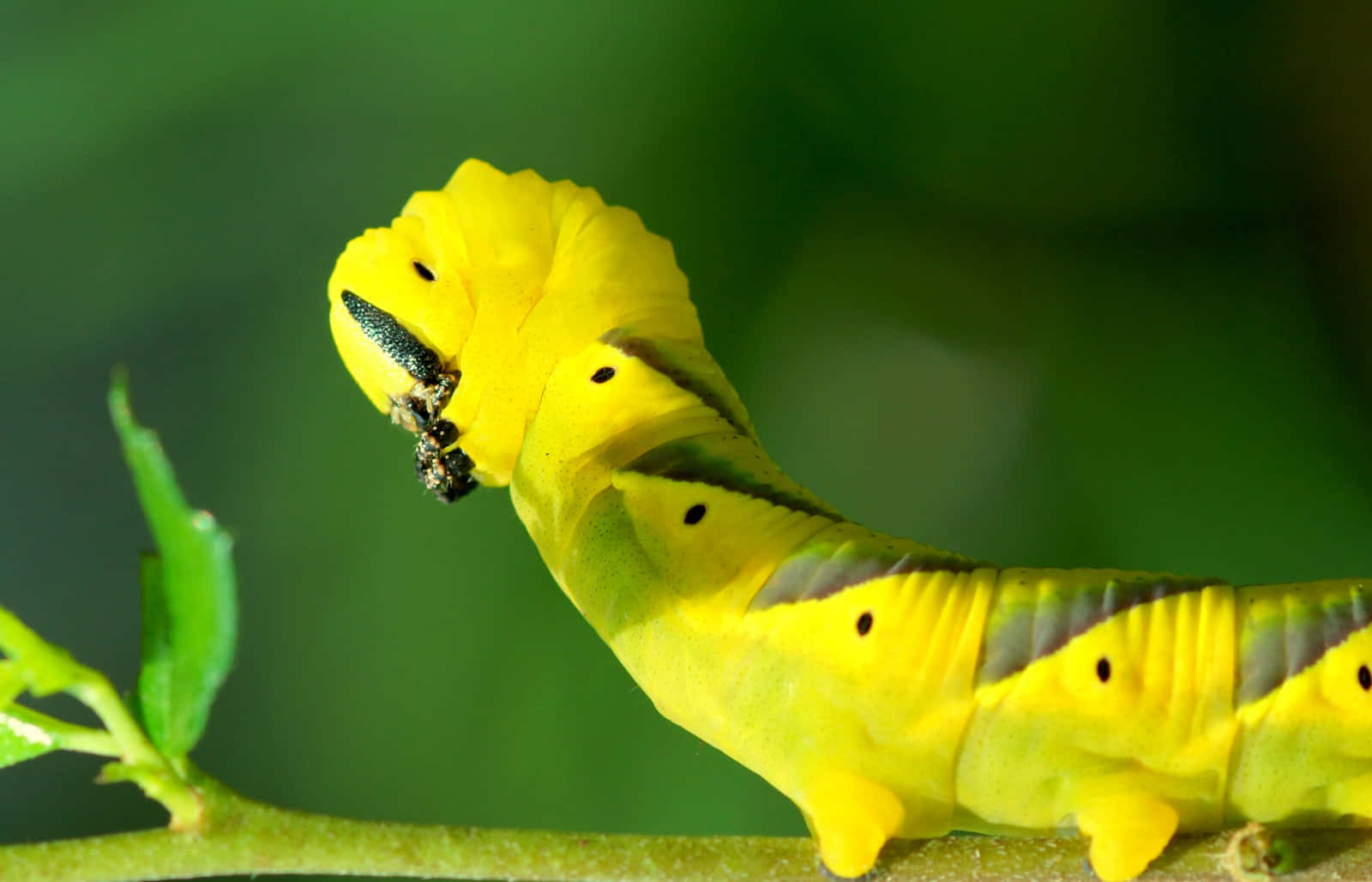 "Observe the beauty of this Caterpillar Insect"