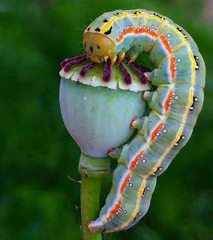 Closeup of a colorful caterpillar insect