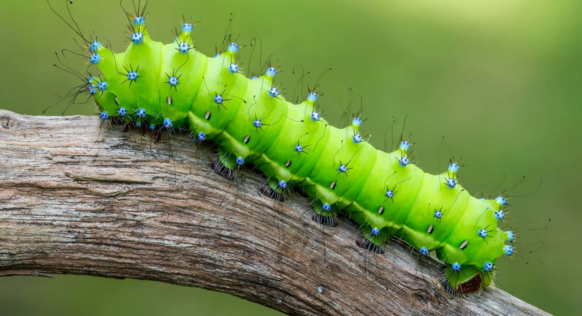 A close up of a Caterpillar Insect