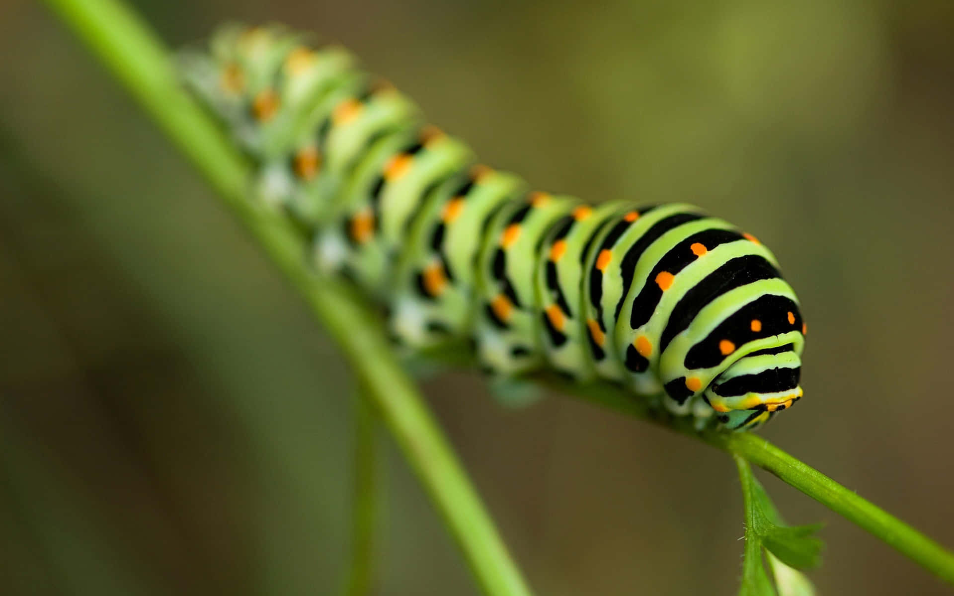 Life Cycle of a Caterpillar Insect