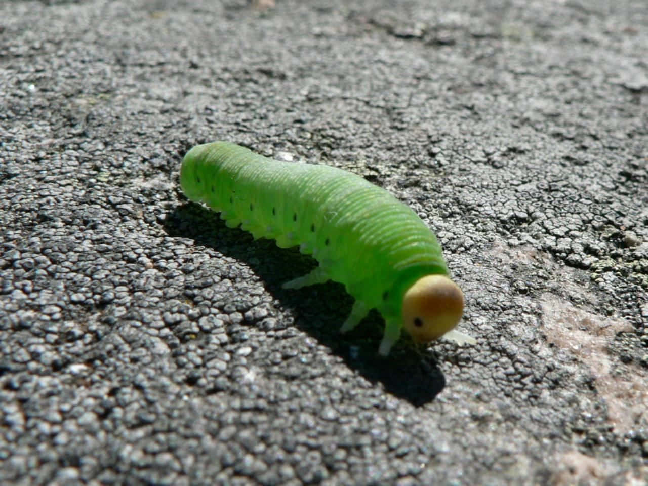 A bright, colorful caterpillar meant to represent the beauty of the insect world.