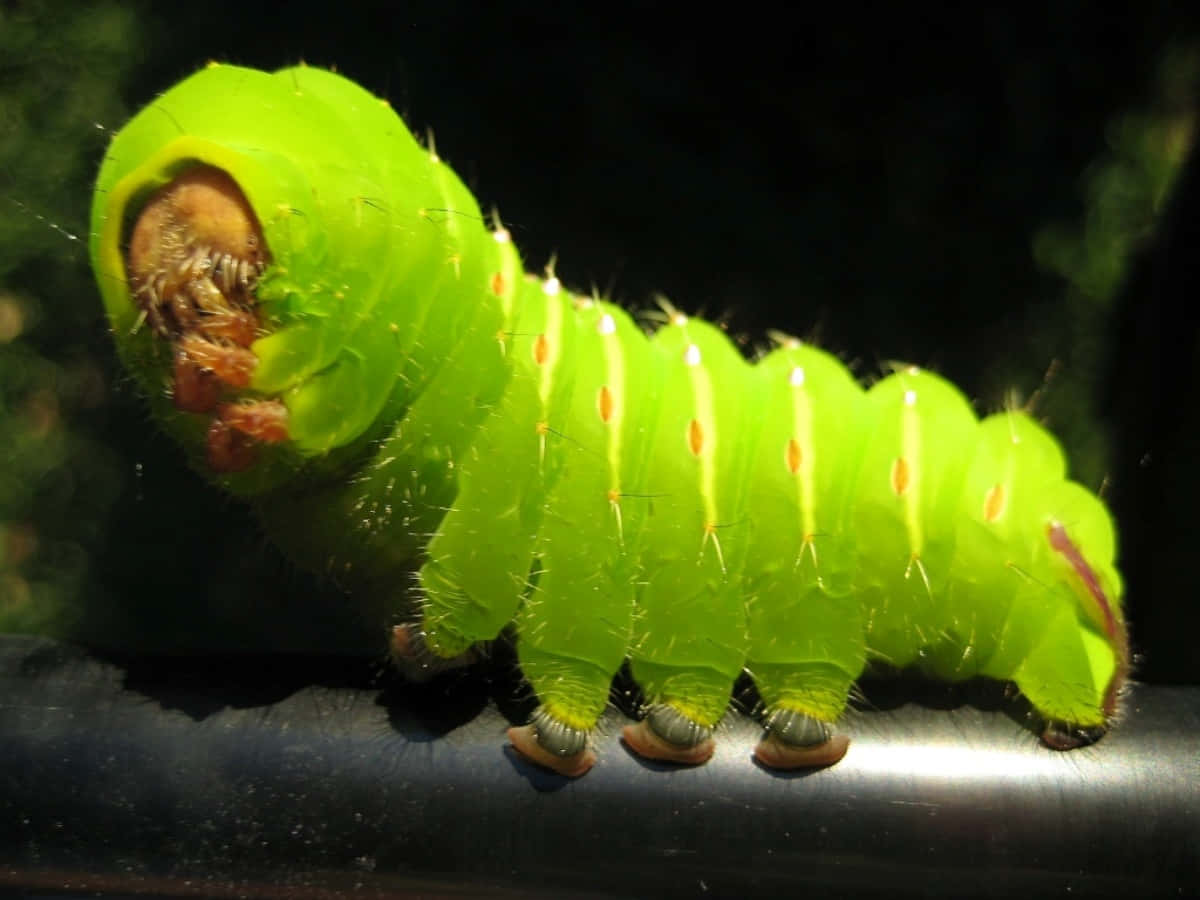 Close-up of Cute Yellow Caterpillar