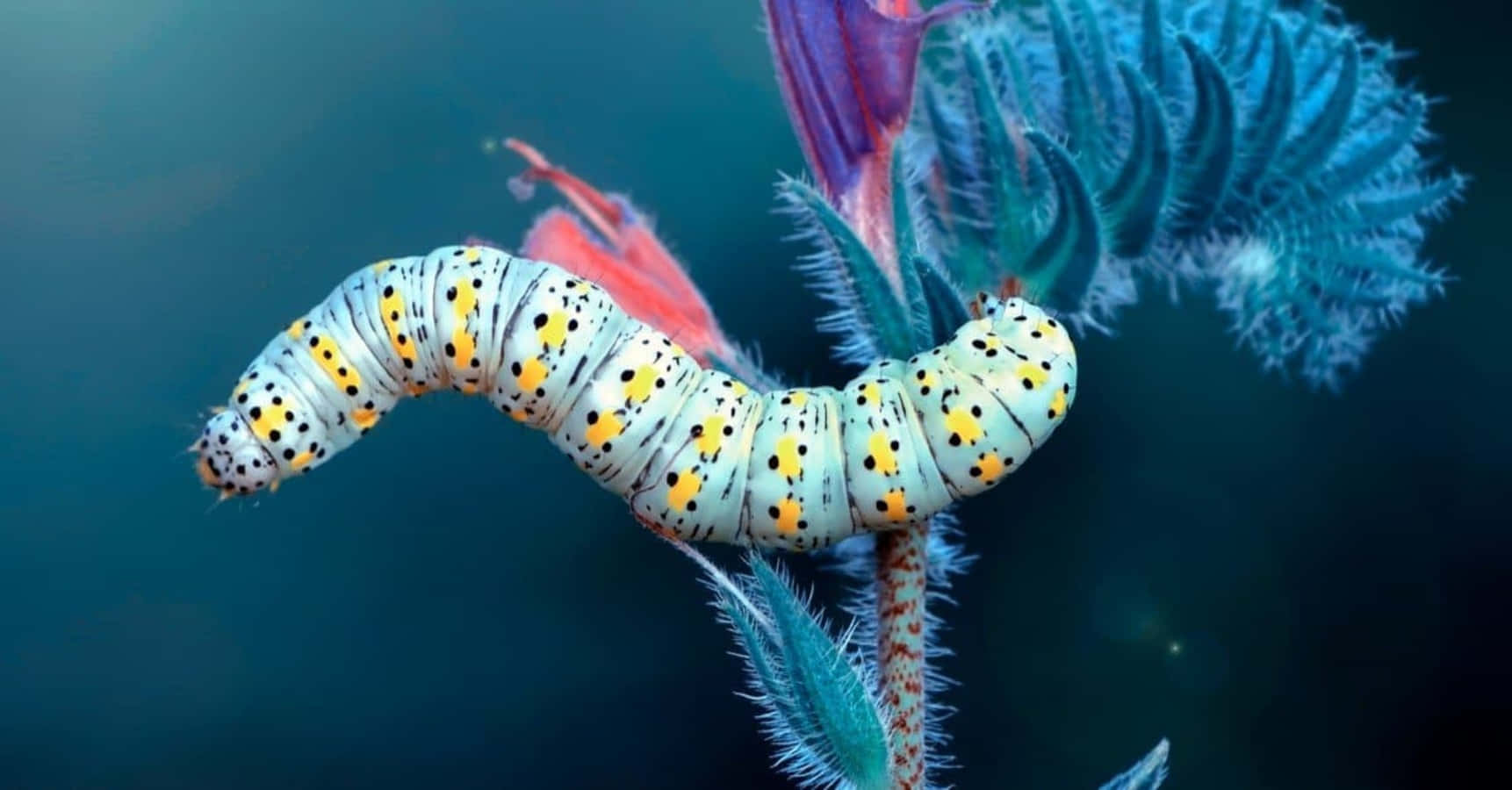 A Caterpillar Is Sitting On A Flower