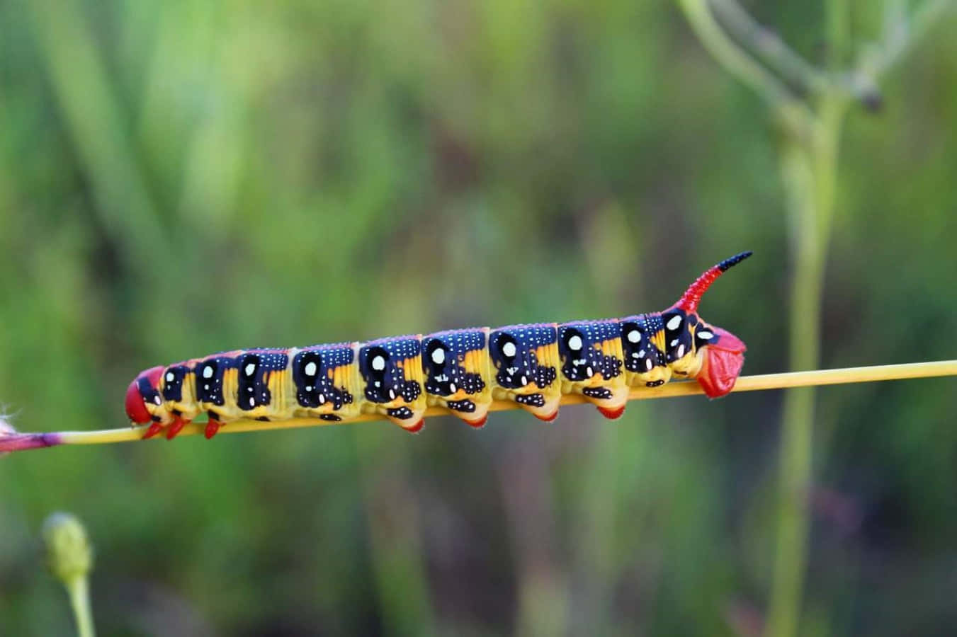 A Caterpillar Is Sitting On A Stem