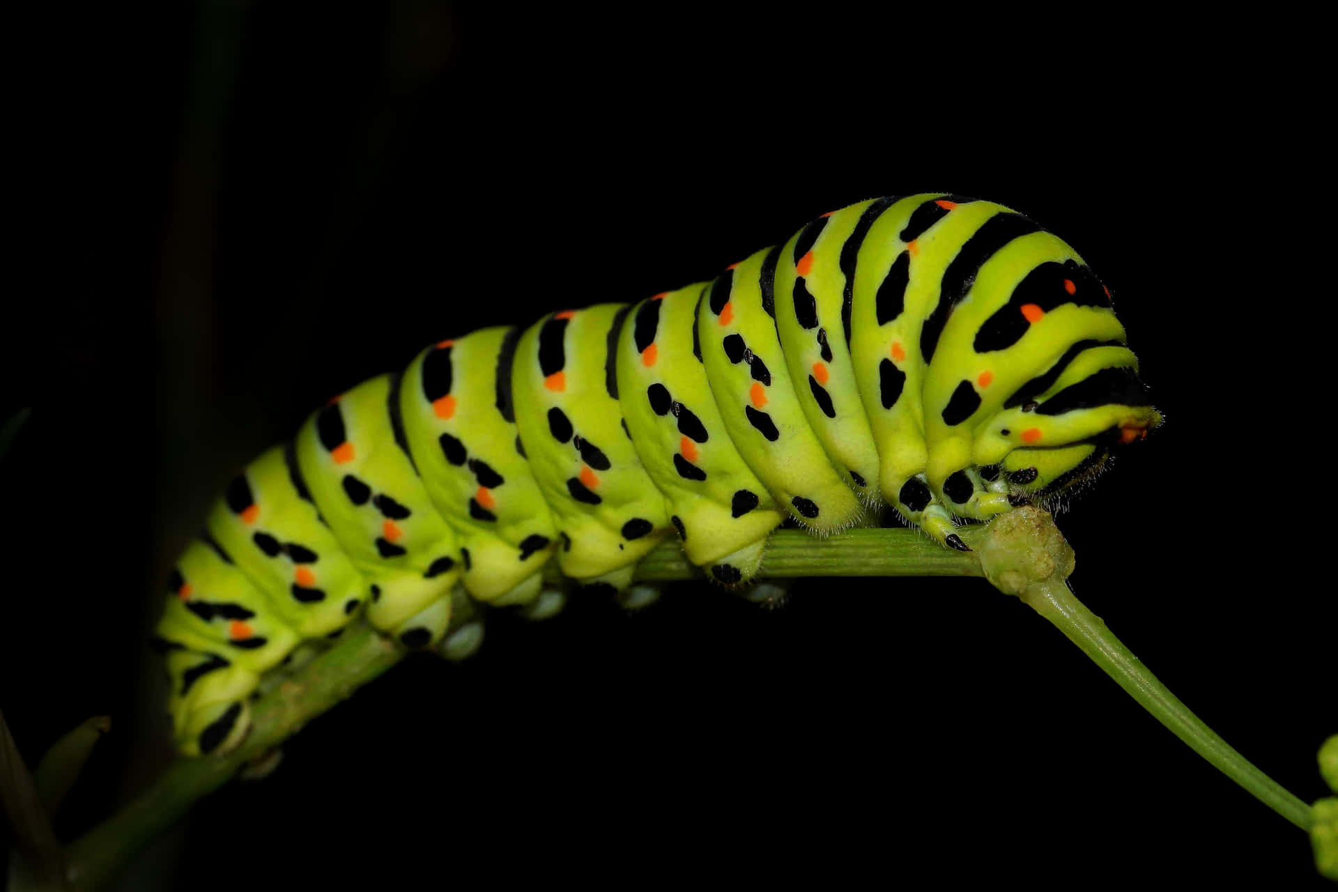 Close Up View of a Cute Caterpillar