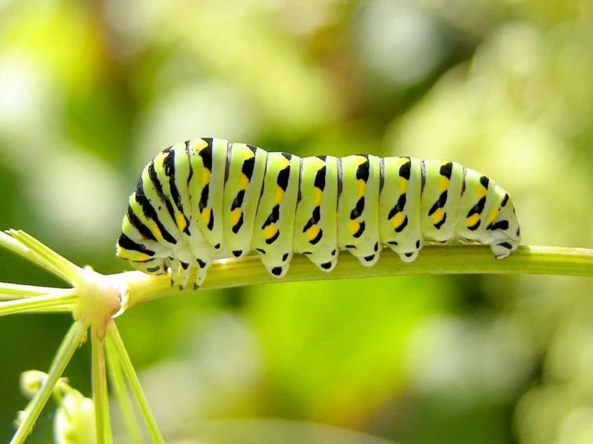 "A Colourful Caterpillar Crawling Across a Leaf"