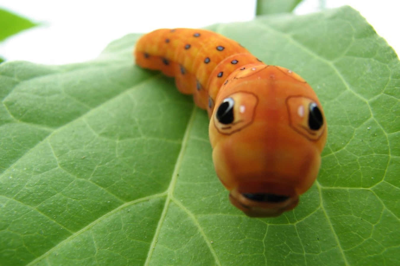 The Journey of a Caterpillar Insect