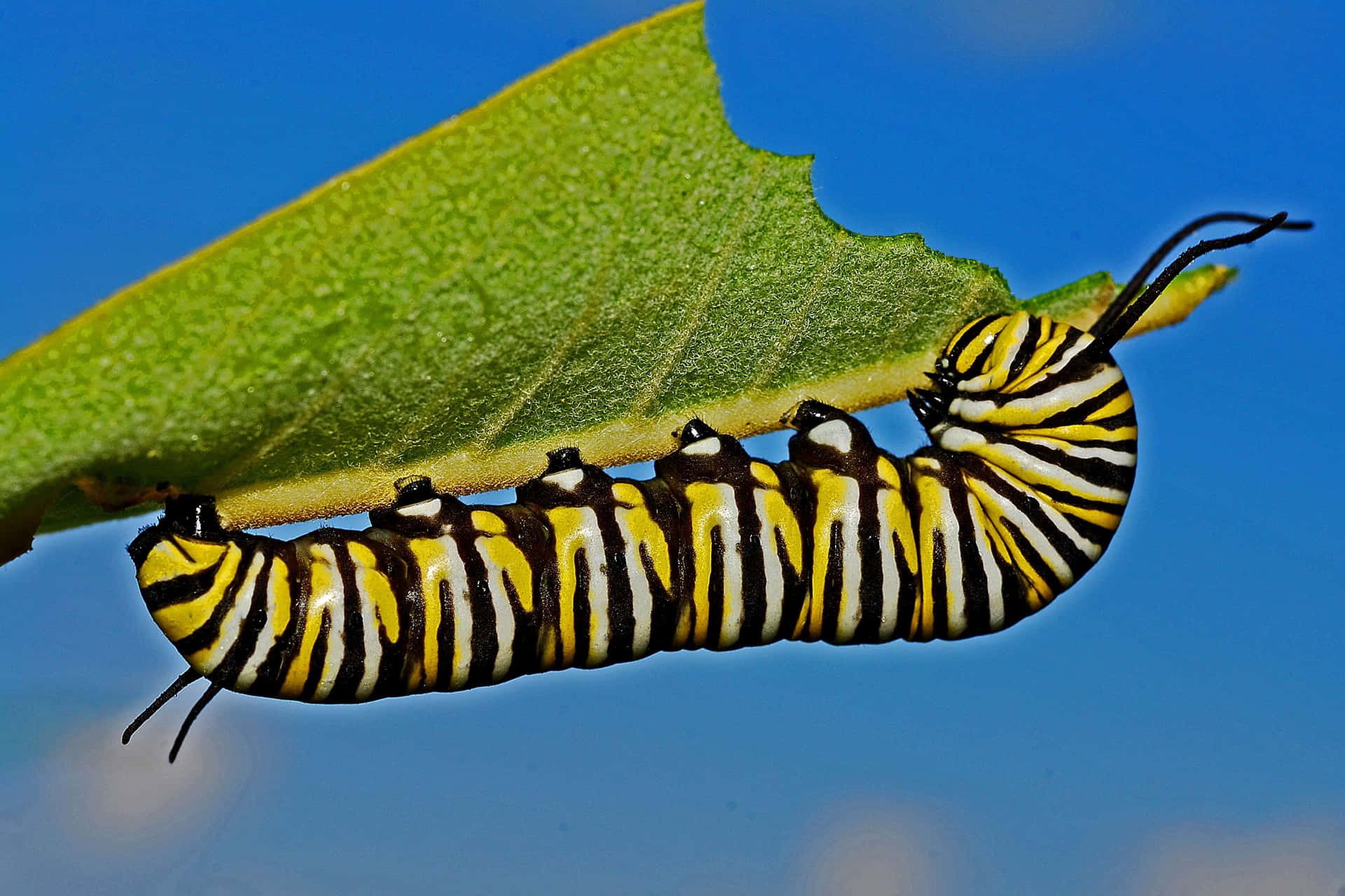 "A closeup of a brightly-colored caterpillar"