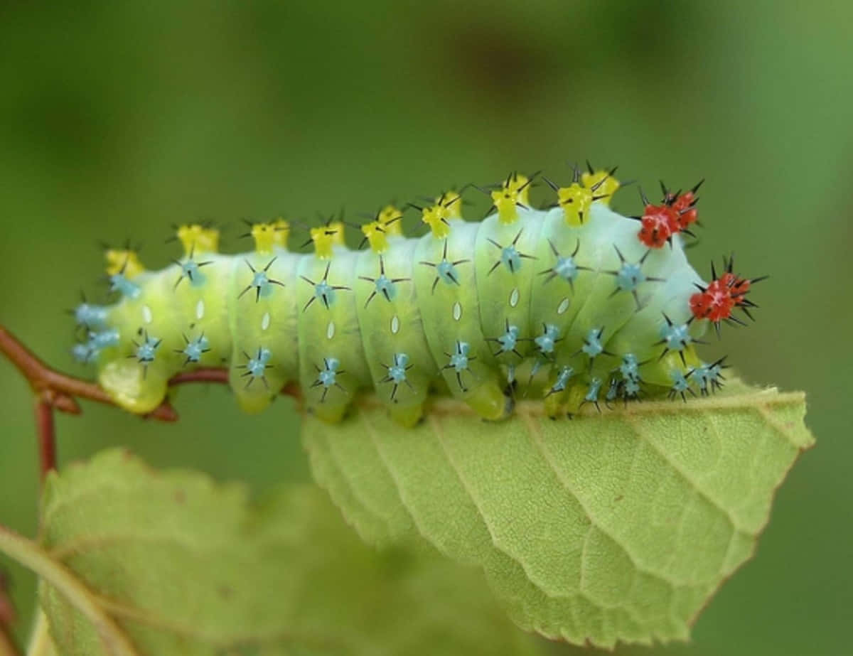 A Colorful Caterpillar Insect