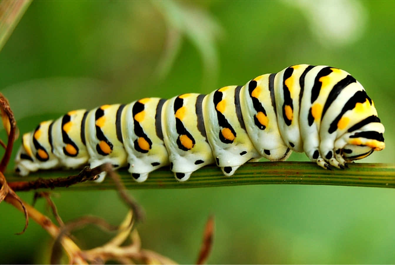 "Butterfly's beginnings: a beautiful caterpillar making its transformation"