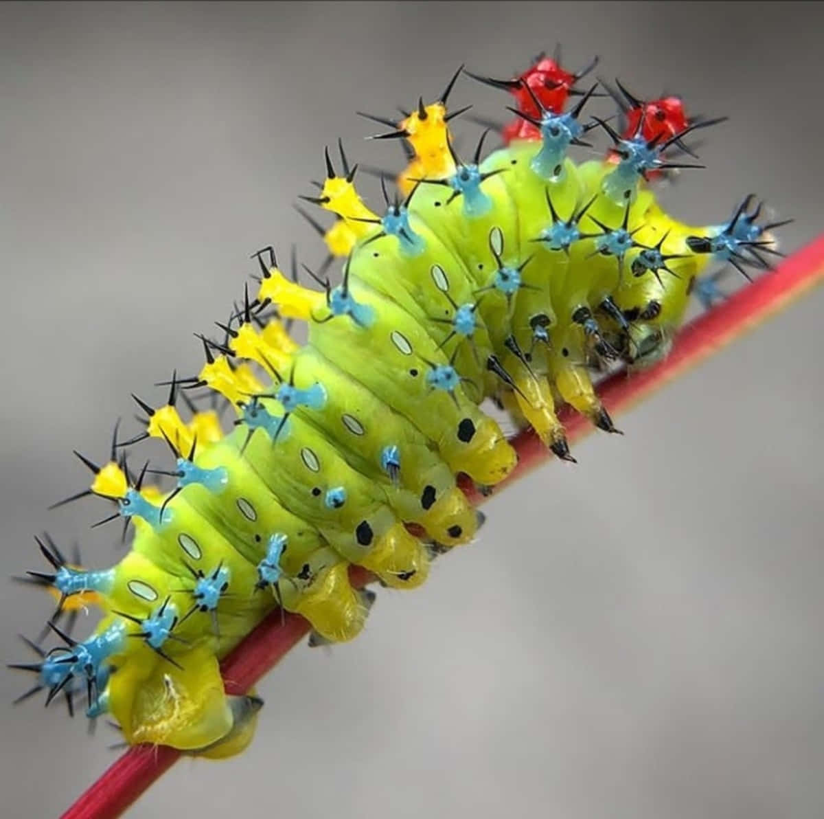 "The Wonder of Life: A Colorful Caterpillar"