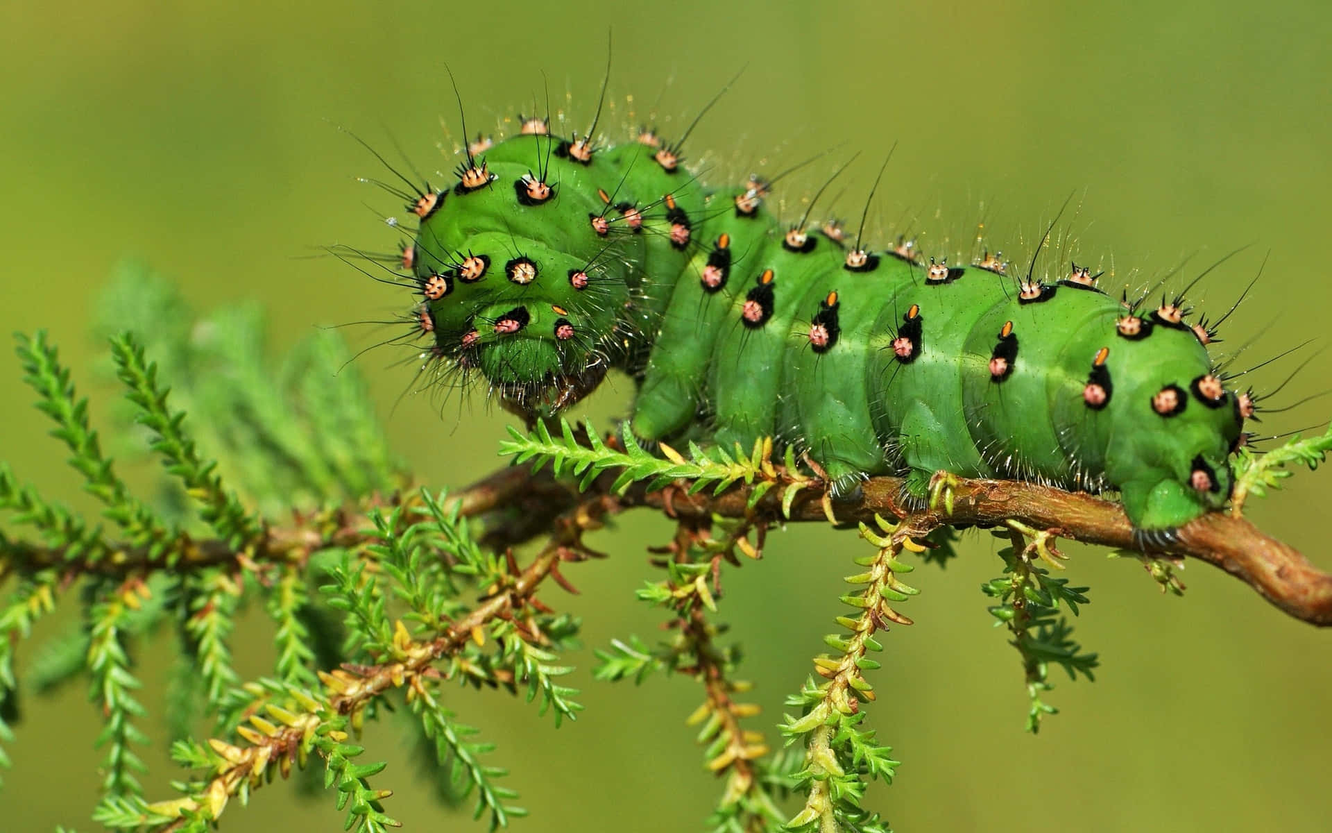 A Green Caterpillar Is Sitting On A Branch