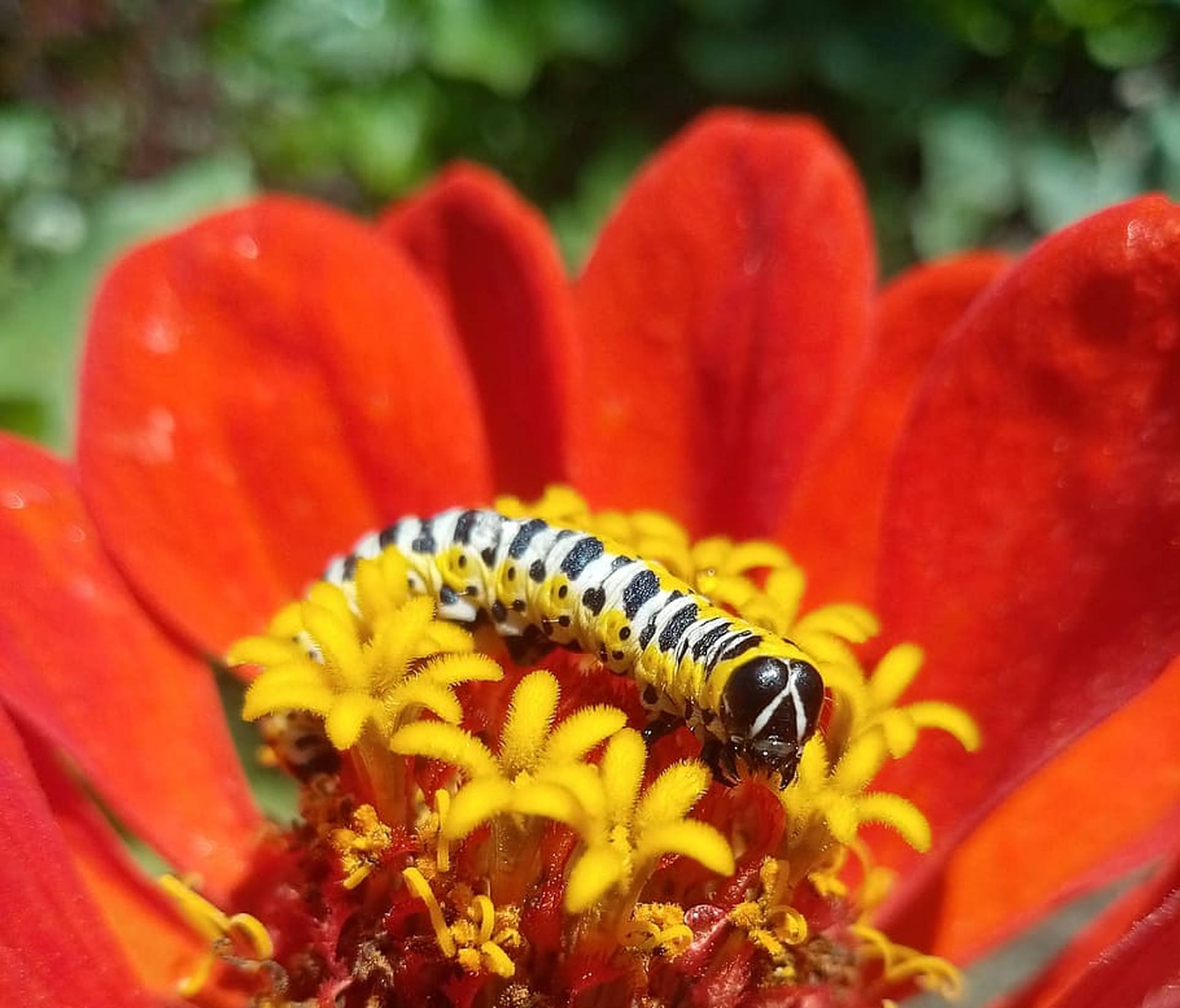 Caterpillar Insekt Röd Blomma Wallpaper